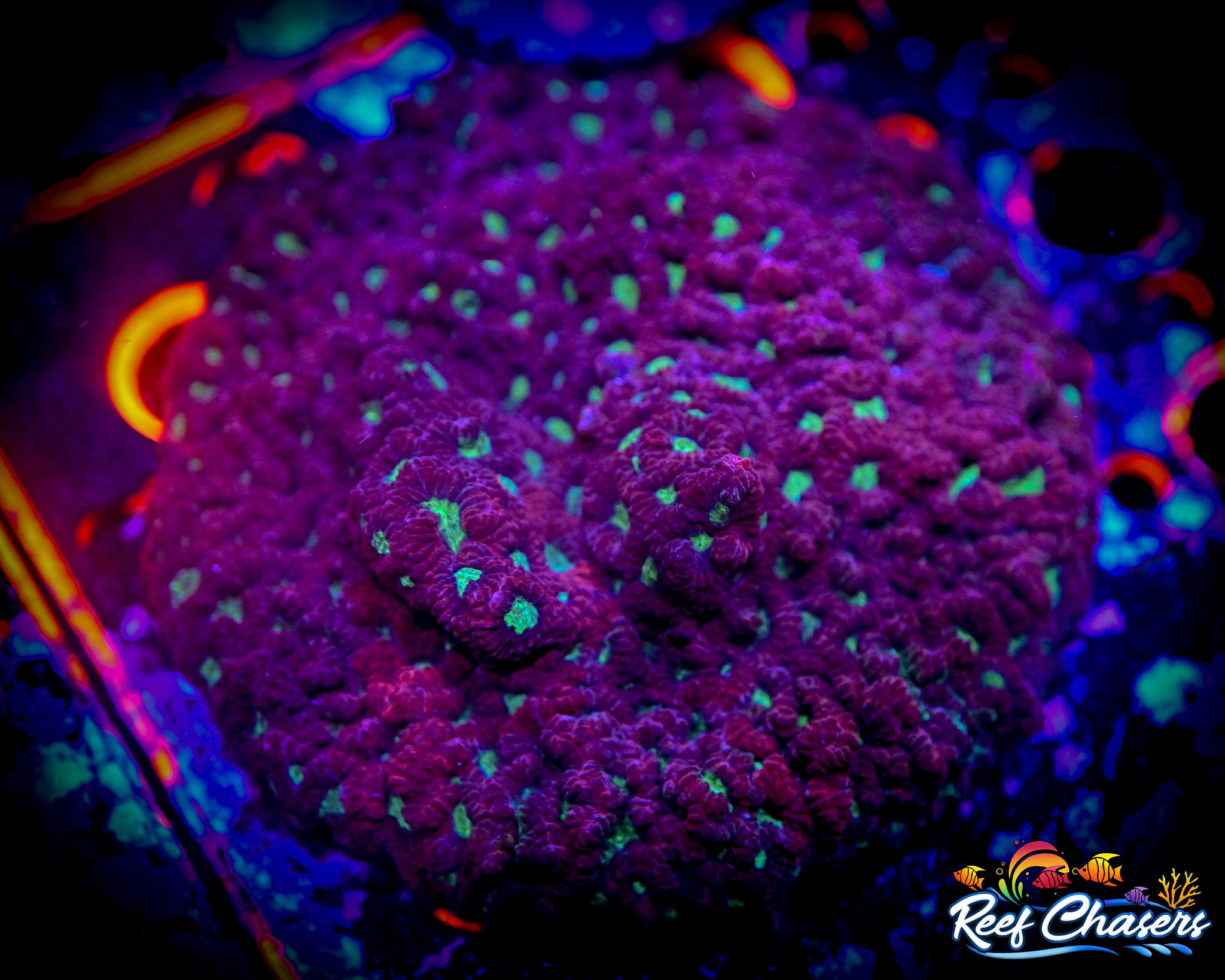 WYSIWYG Fully Aquacultured Favia Colony