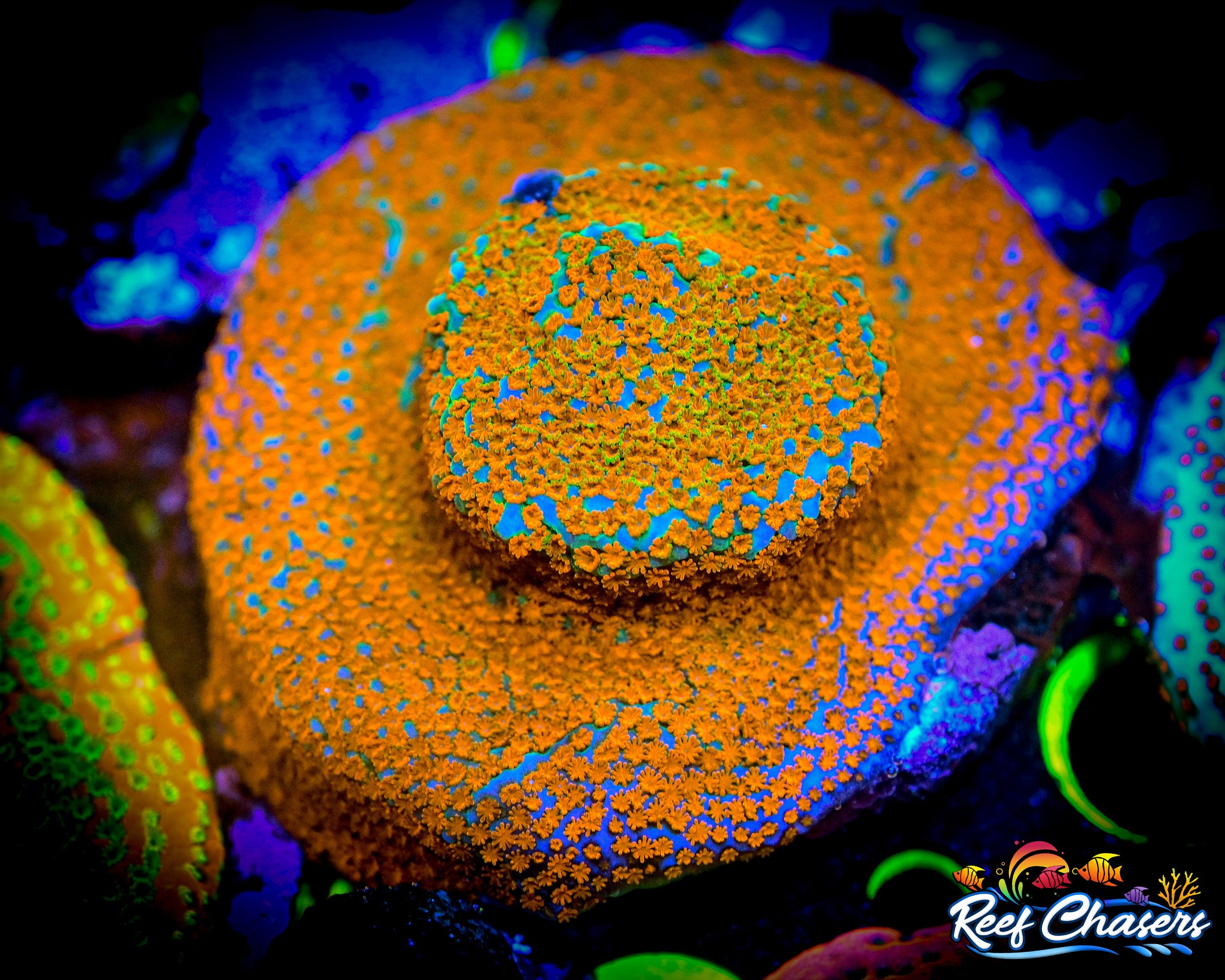 Aquaman Montipora Frag