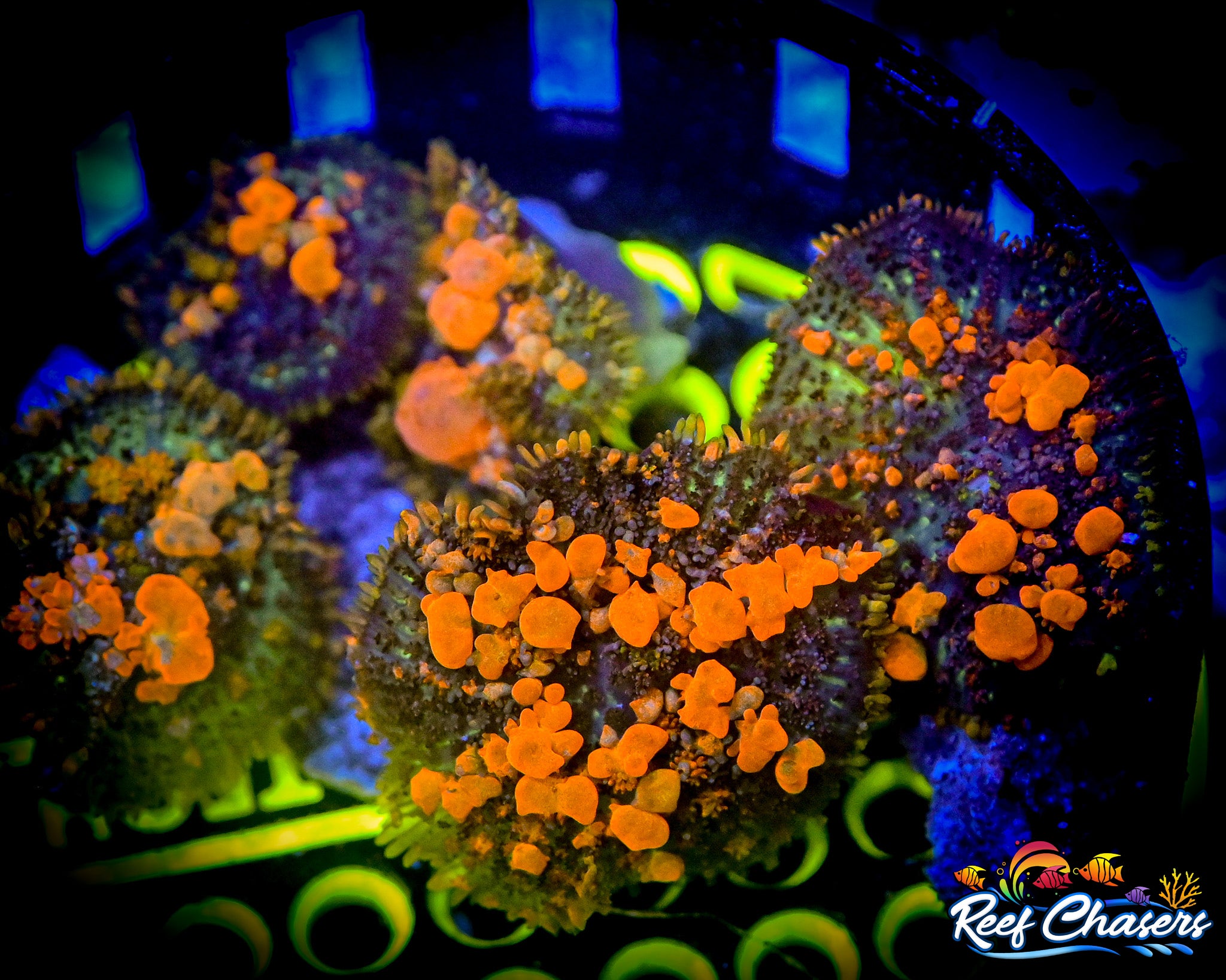 WWC Bounce Mushroom