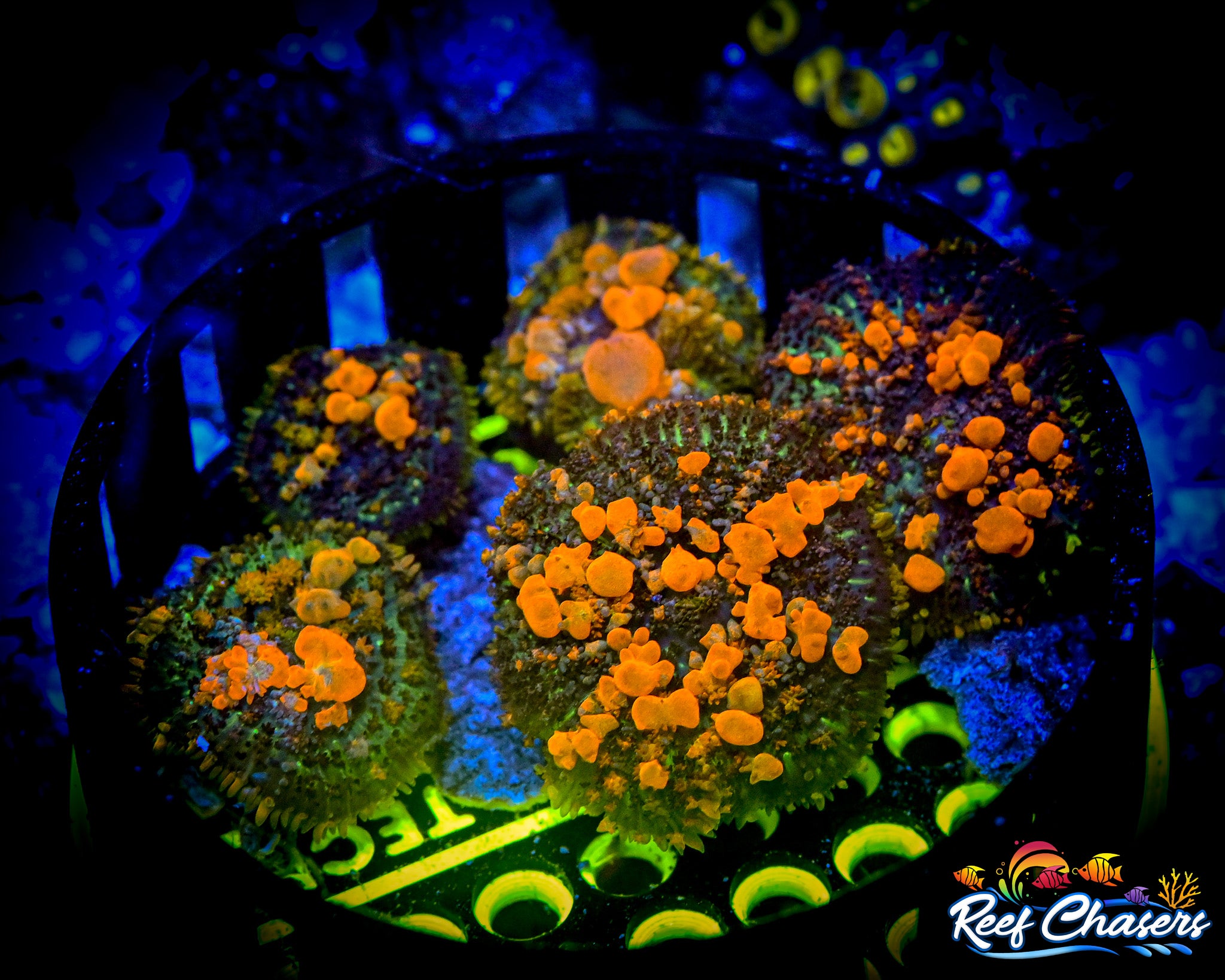 WWC Bounce Mushroom