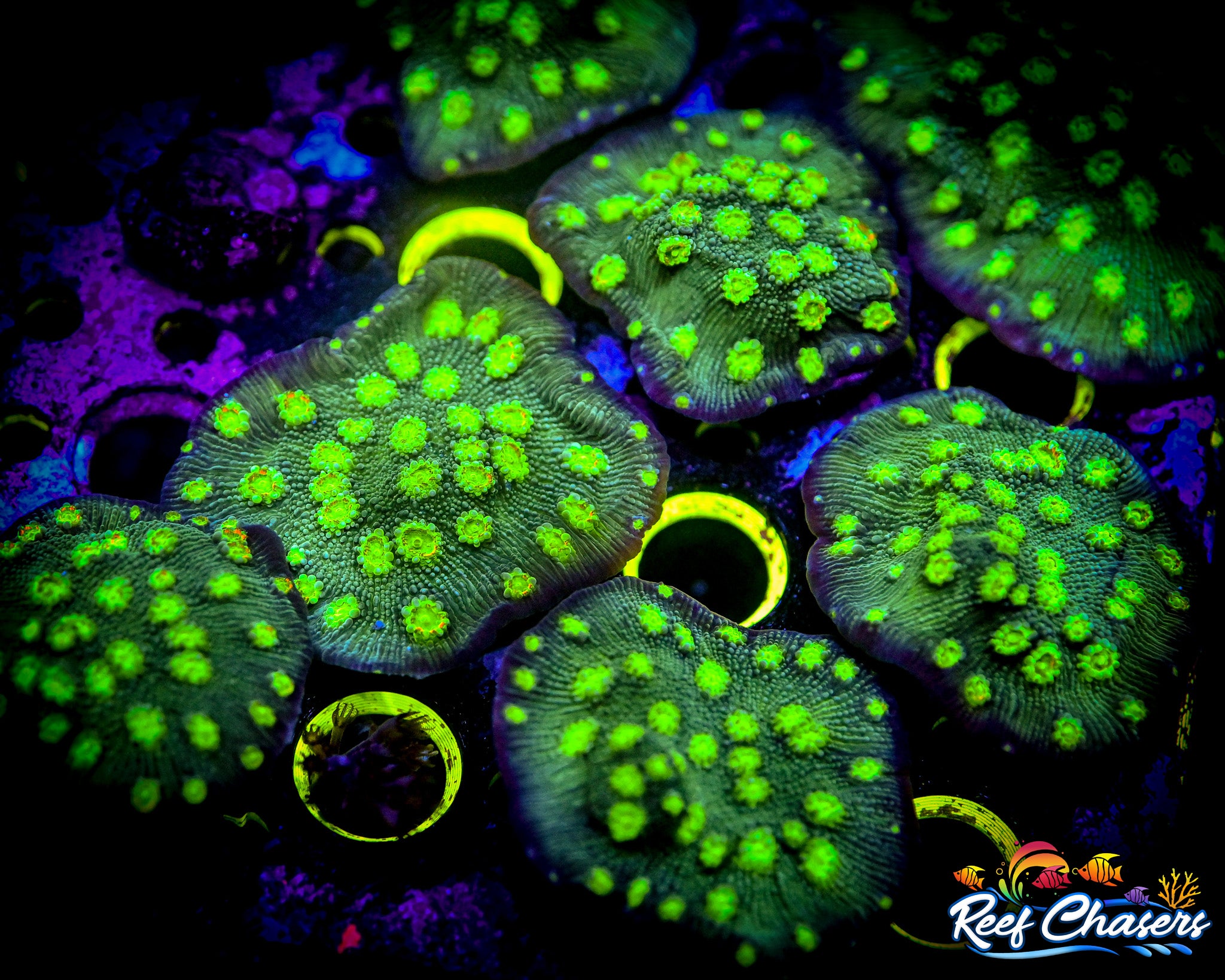 RC Hollywood Stunner Chalice XL FRAG