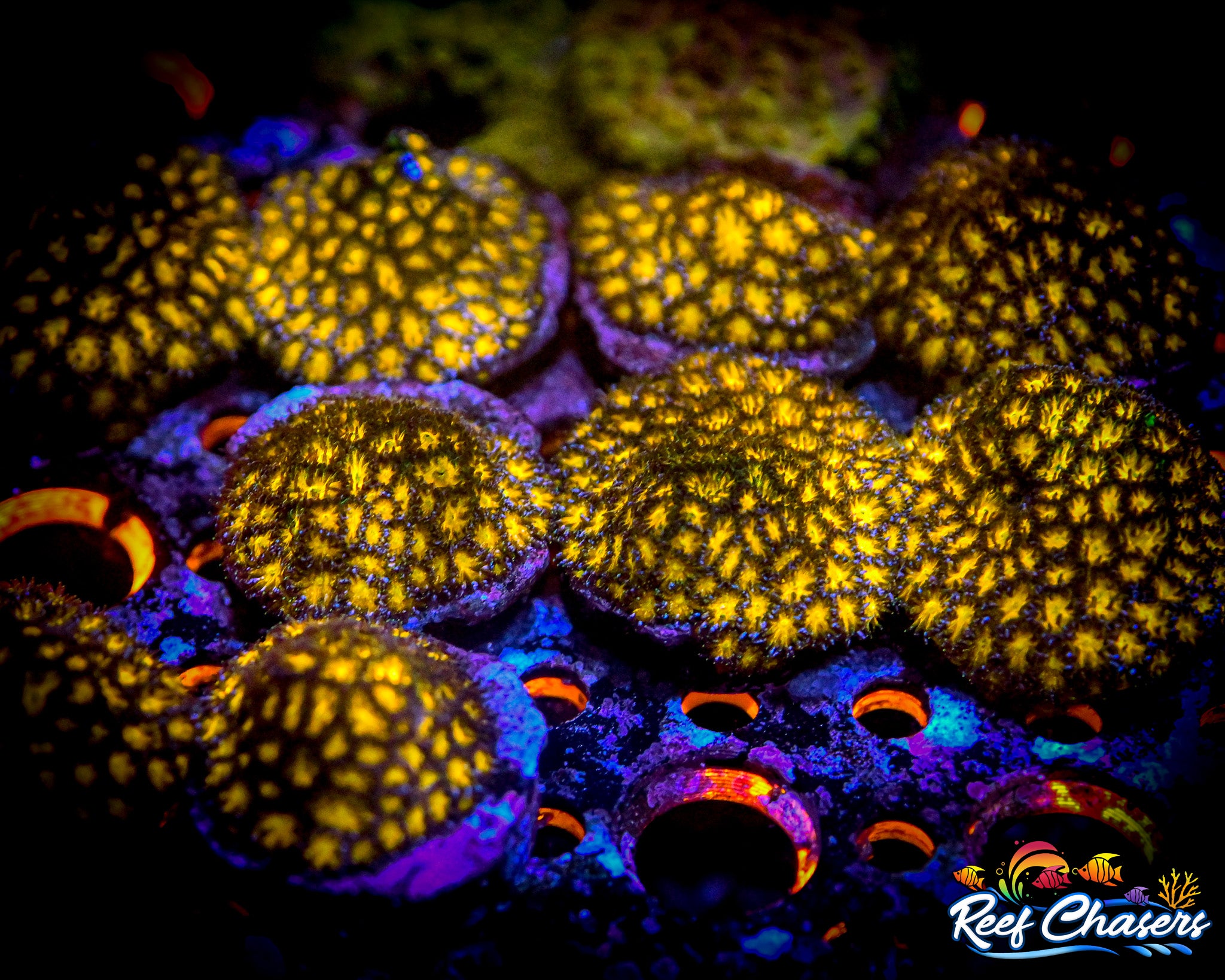 RC Orange Leptastrea ALMOST WYSIWYG