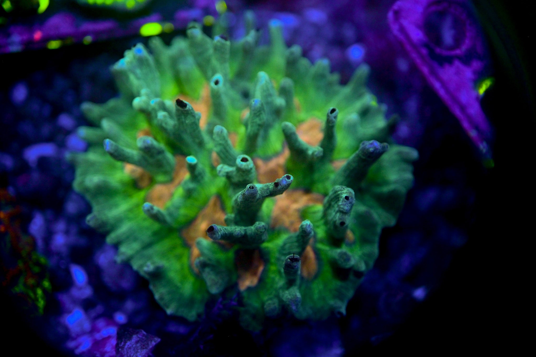WYSIWYG Pectinia Colony