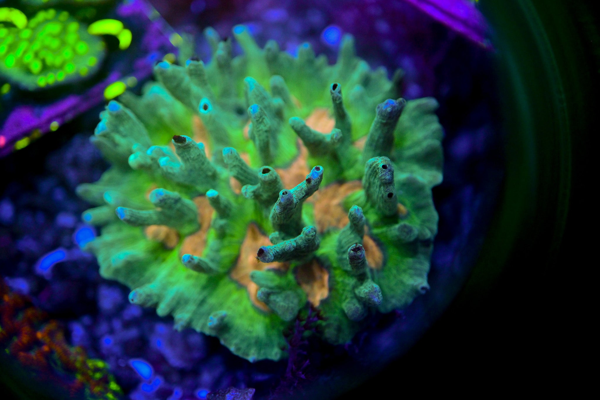WYSIWYG Pectinia Colony