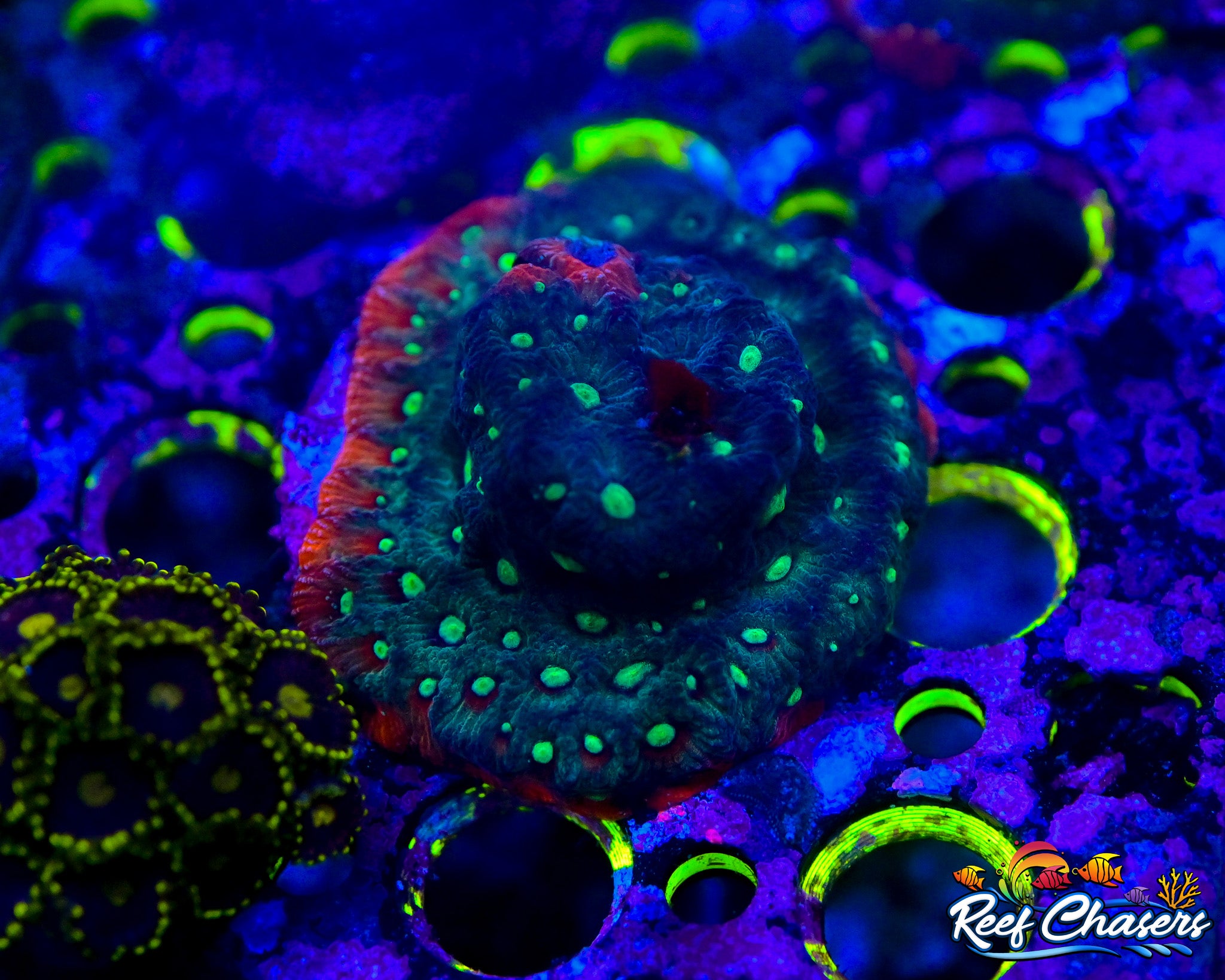 WYSIWYG XL Unique Favites Multicolored