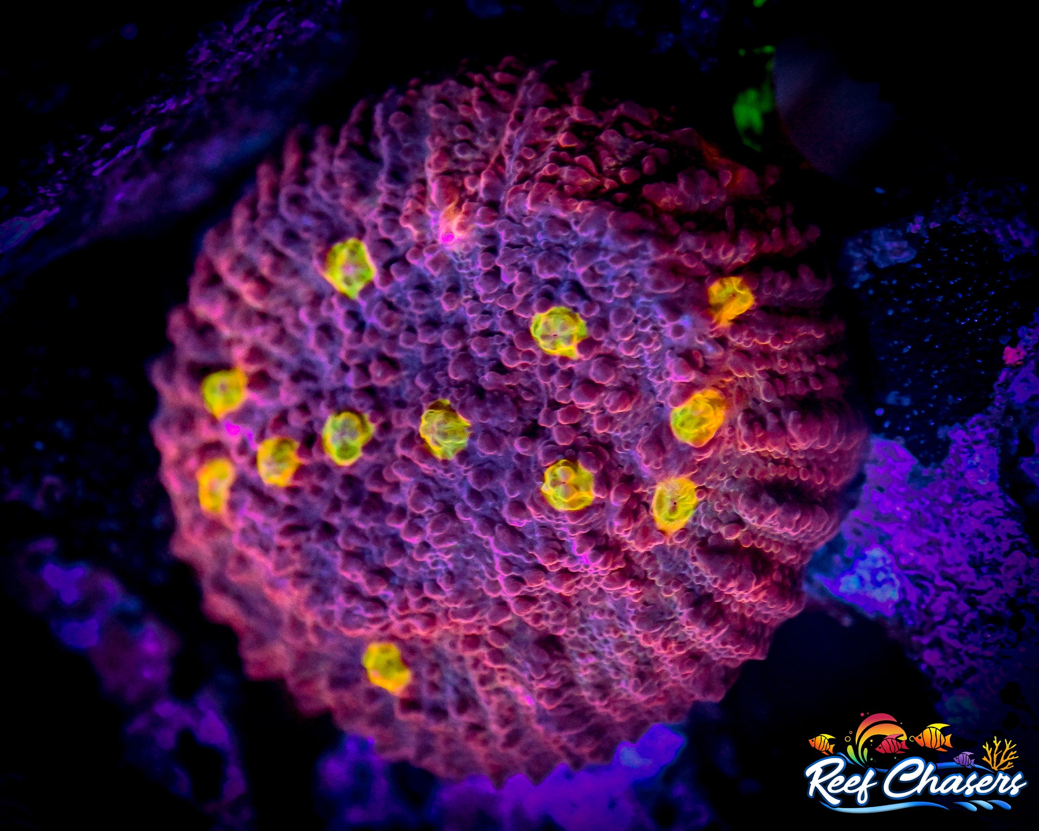 WYSIWYG Fire-Eyed Chalice Frag