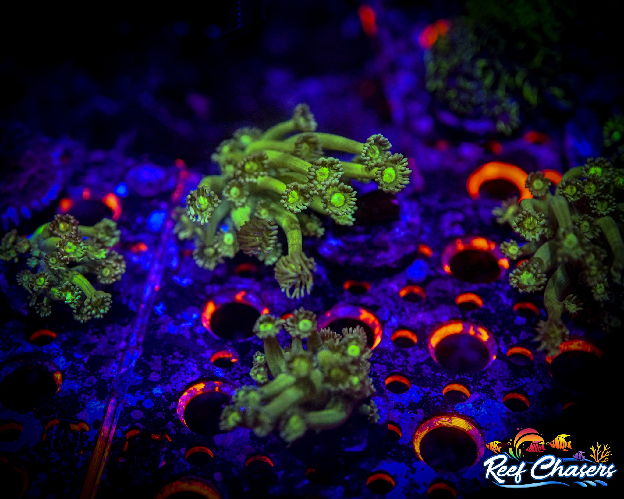 RC Green Goblin Goniopora