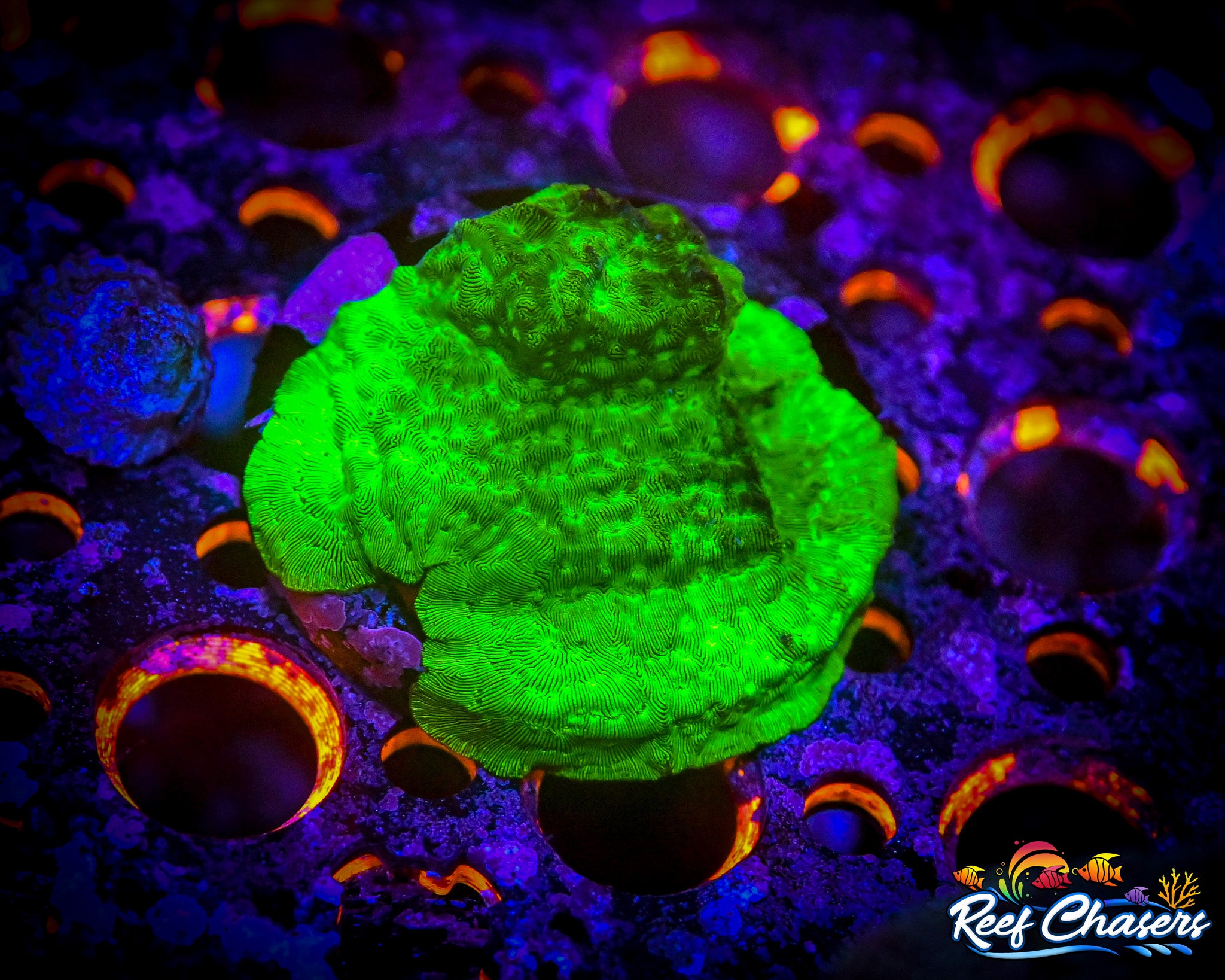 WYSIWYG XL Toxic Green Leptoseris