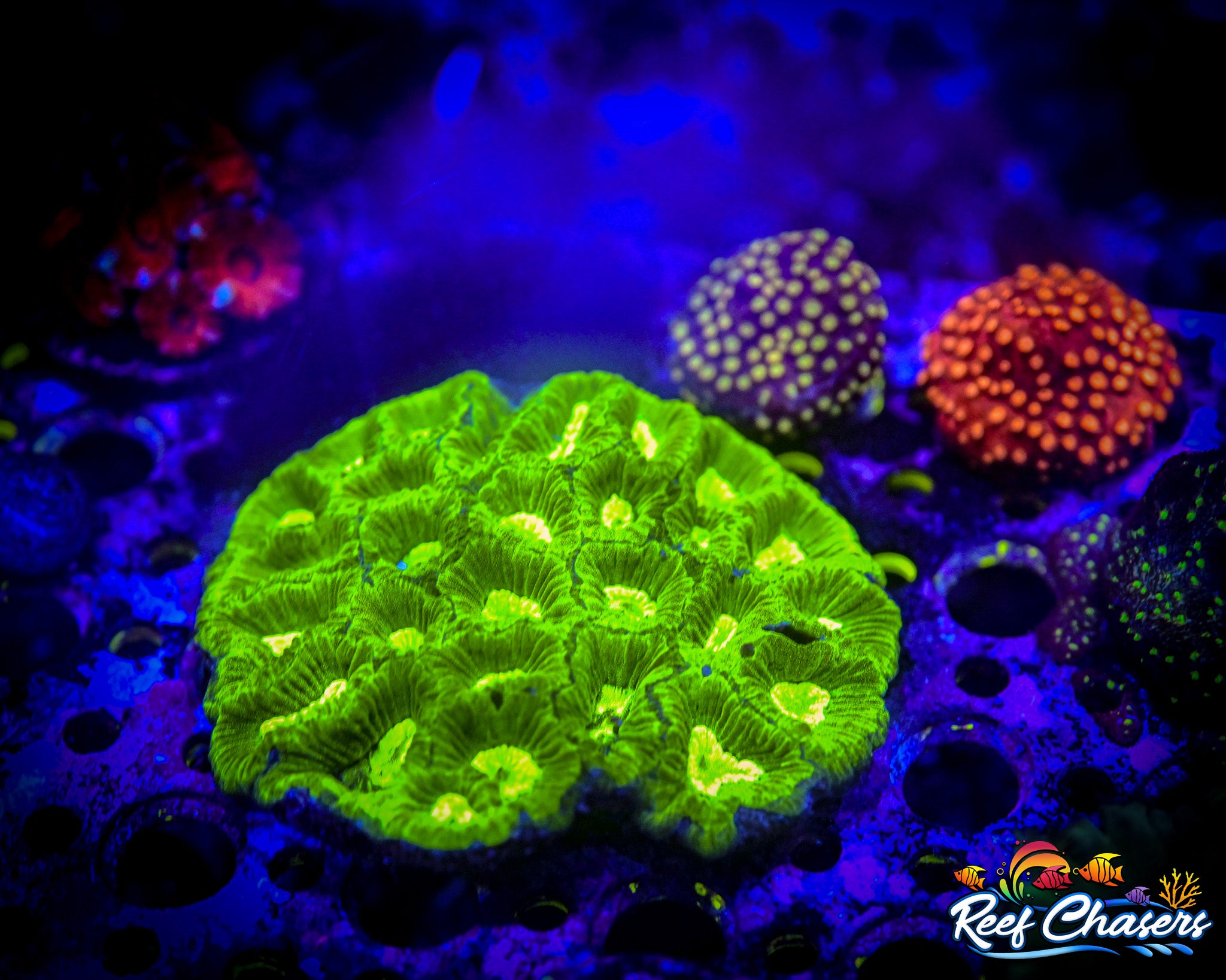 Super Bright Goniastrea WYSIWYG