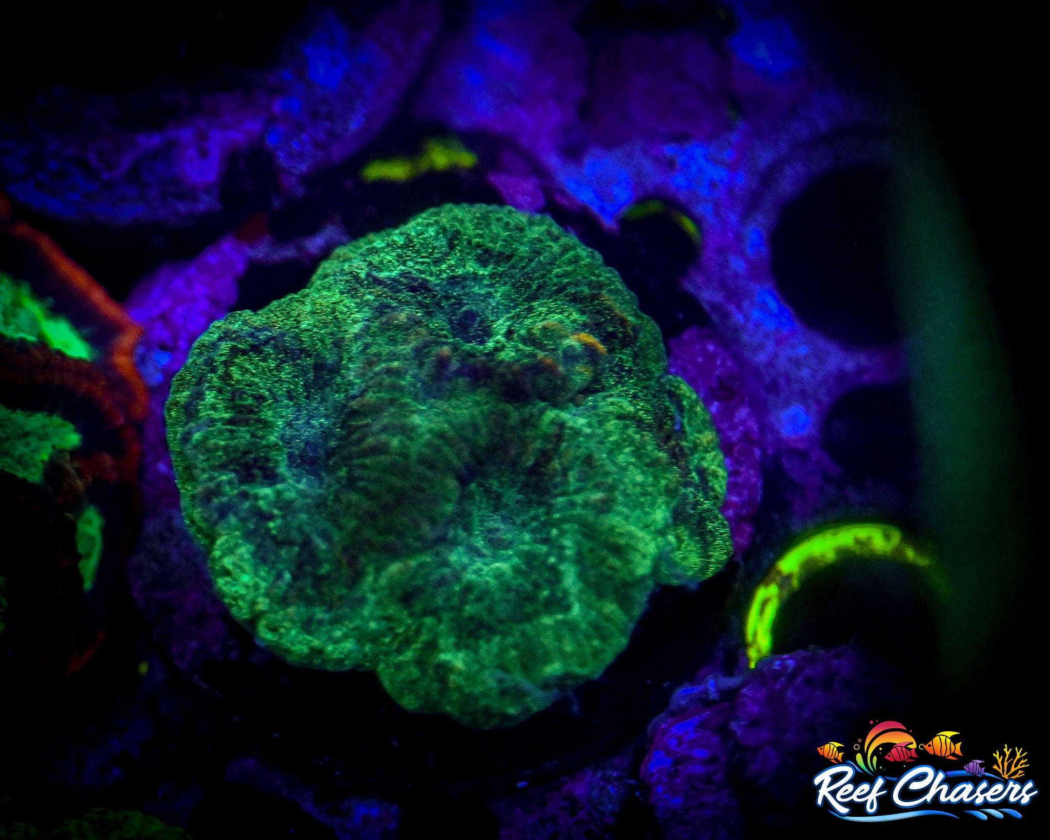 WYSIWYG Green Chalice hint of Orange