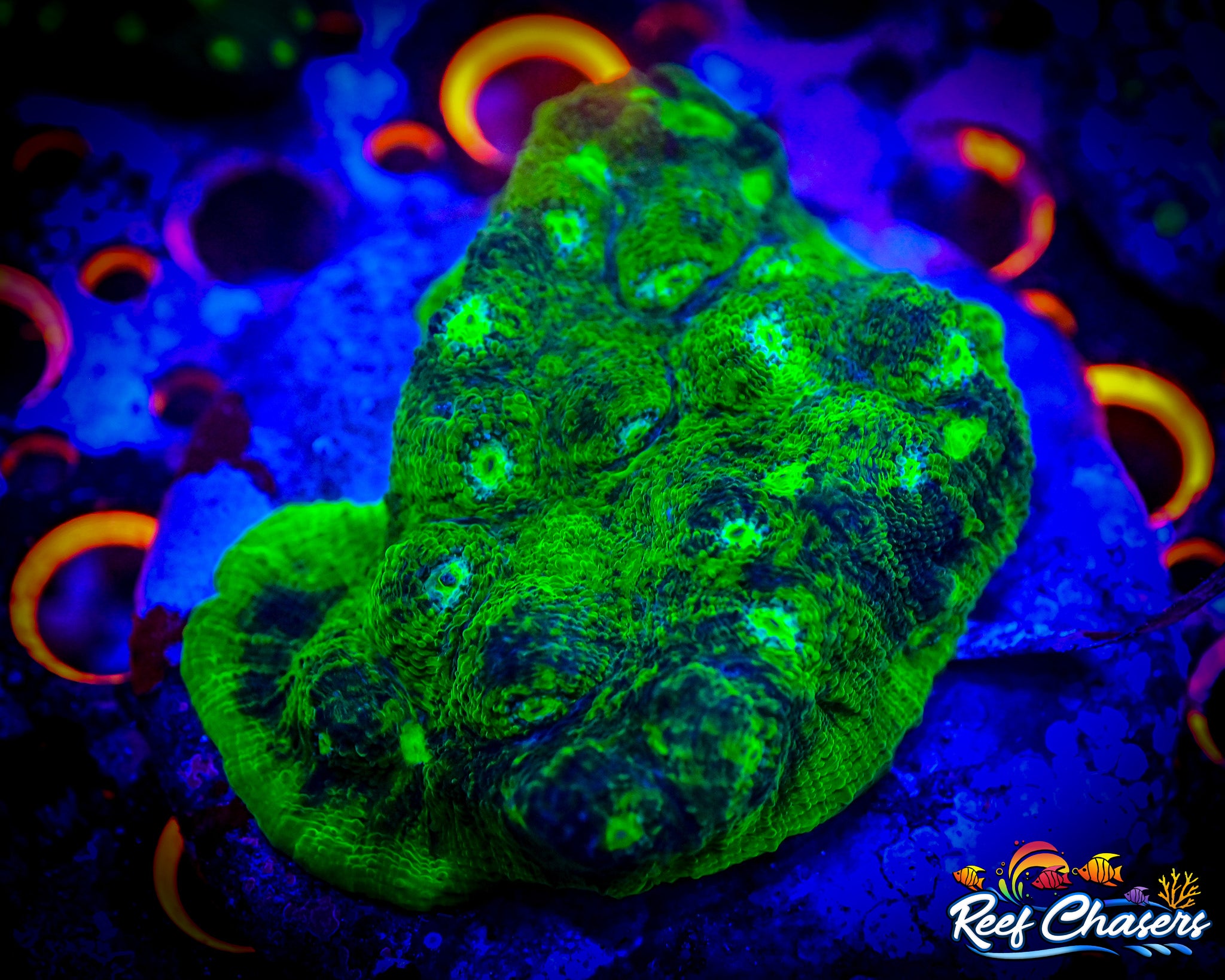 WYSIWYG Echinophyllia Chalice Colony