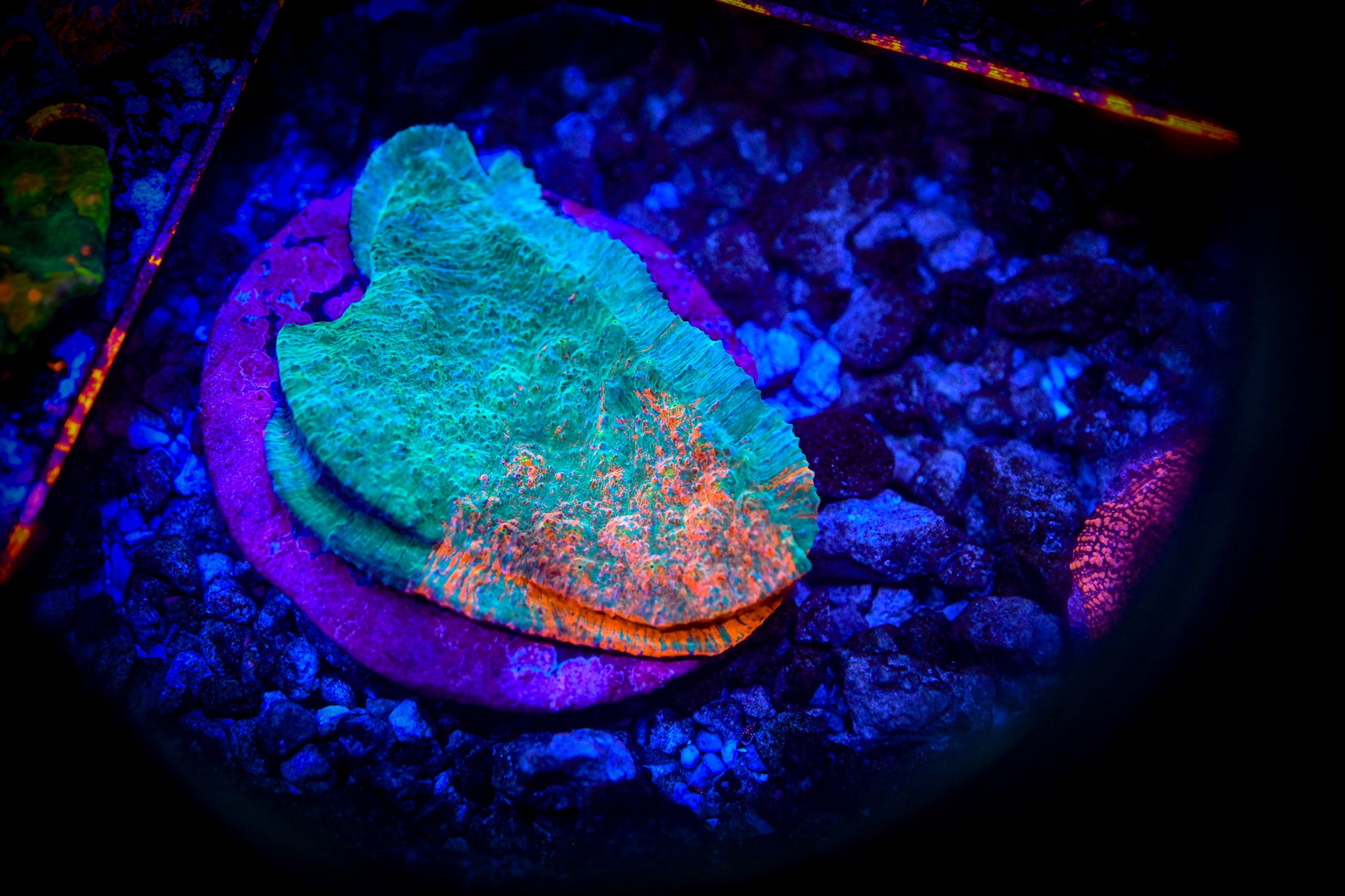 WYSIWYG Chalice Colony
