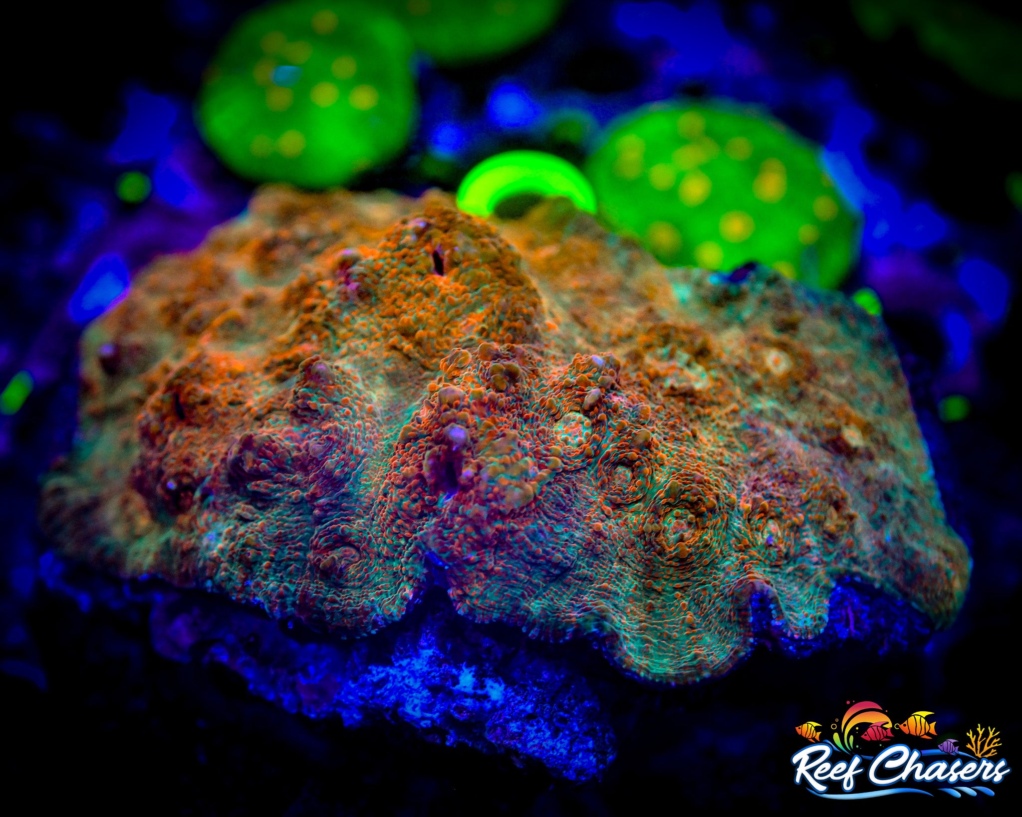 WYSIWYG Lizard Skin Chalice Colony