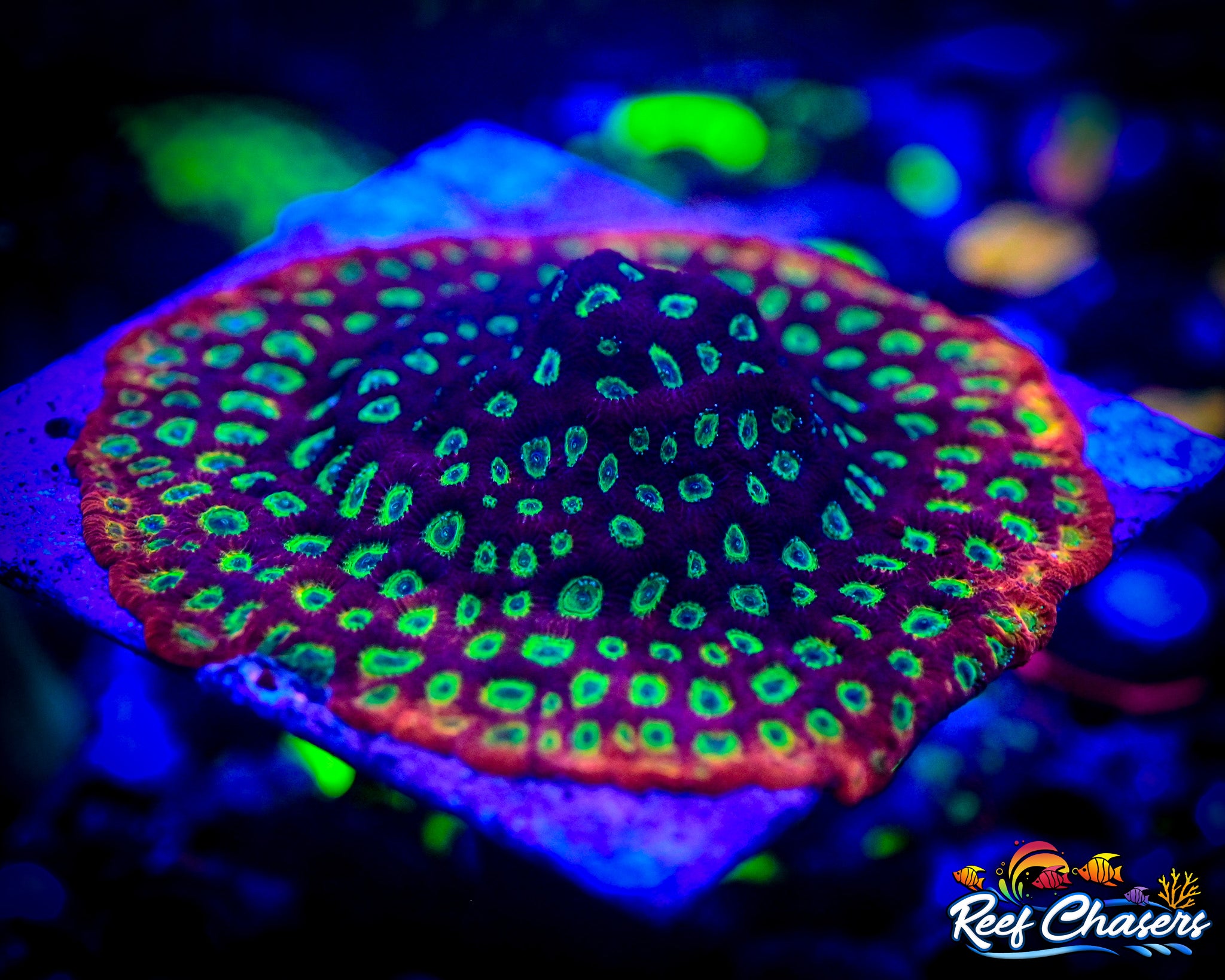 RC Flame Boy Favia Frag