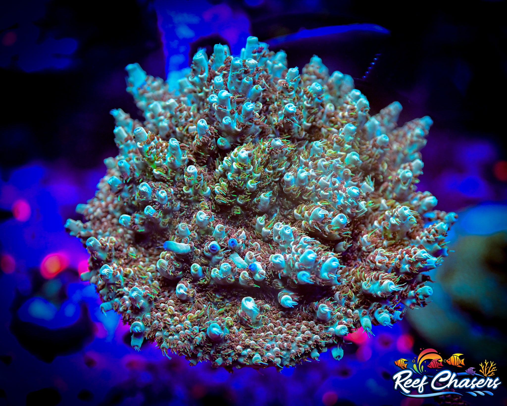 RC Wonderboy Acropora