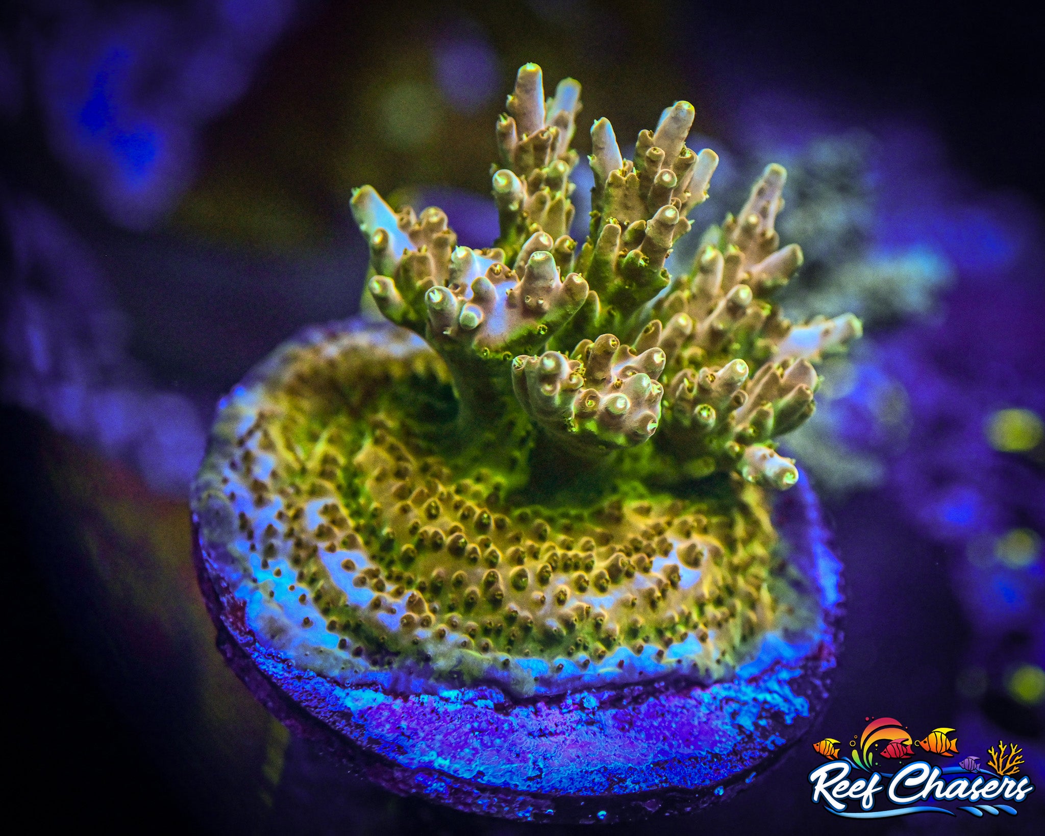 CB Golden Jaw Dropper