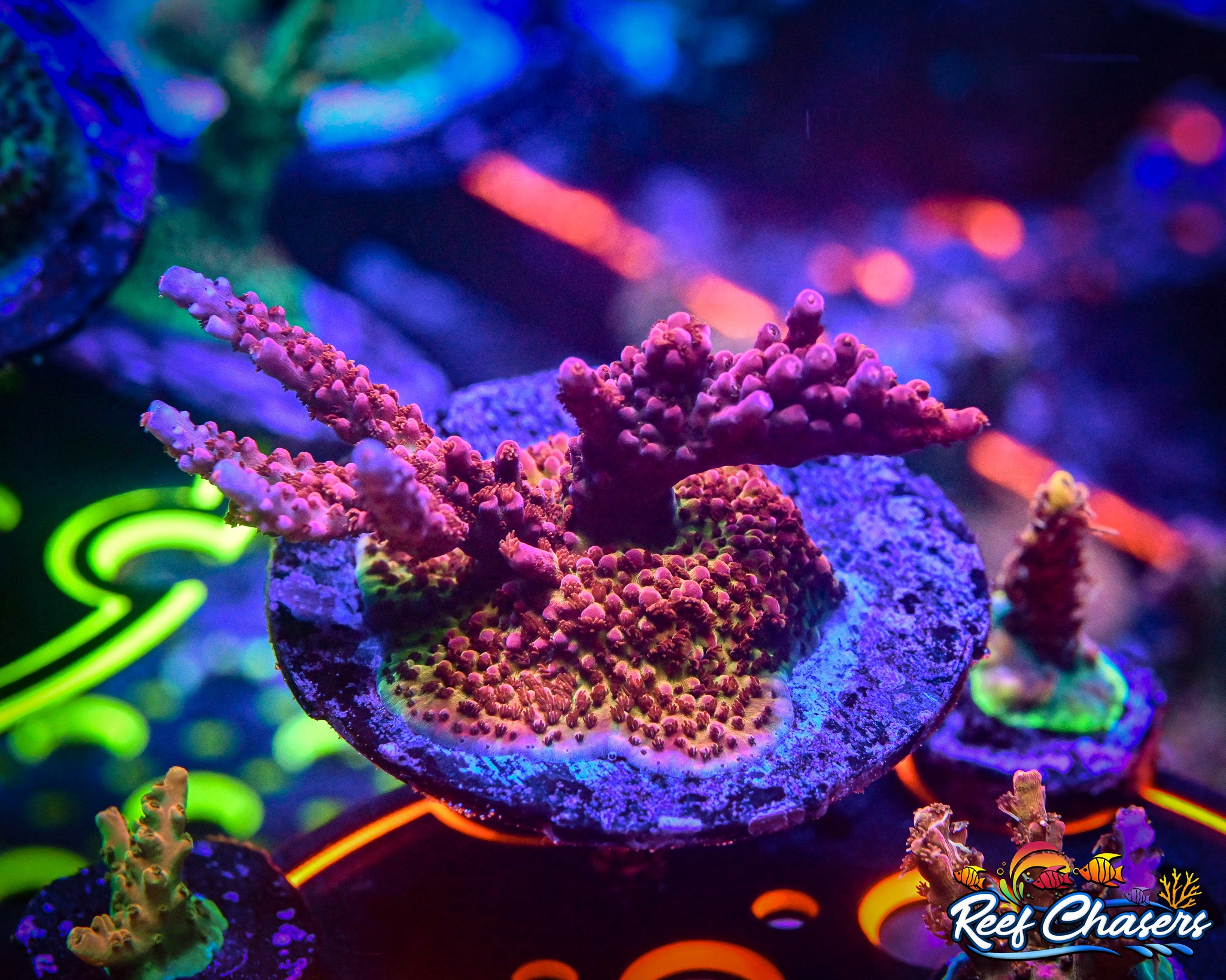 PC Rainbow Acropora
