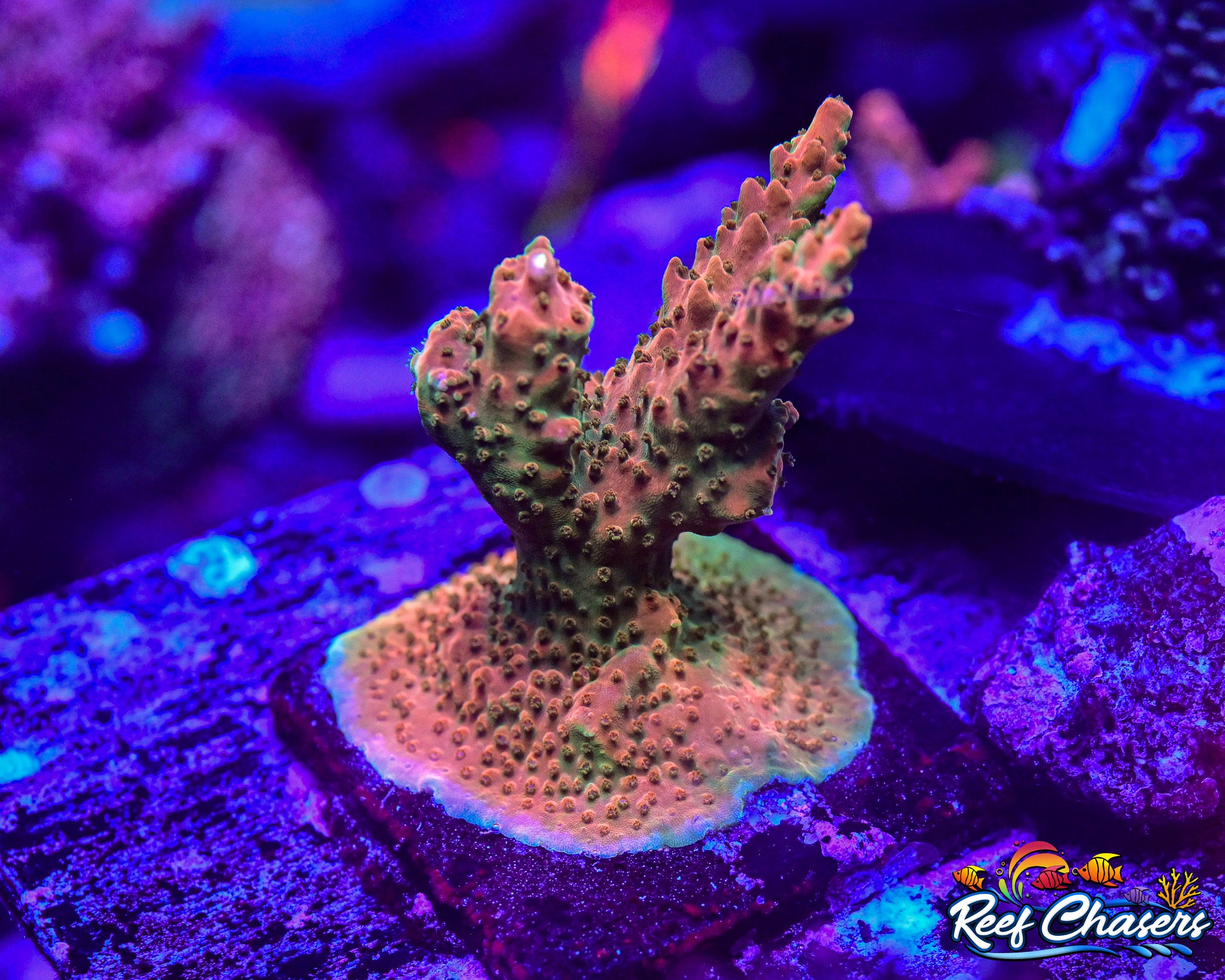 TGC Orange Creamsicle