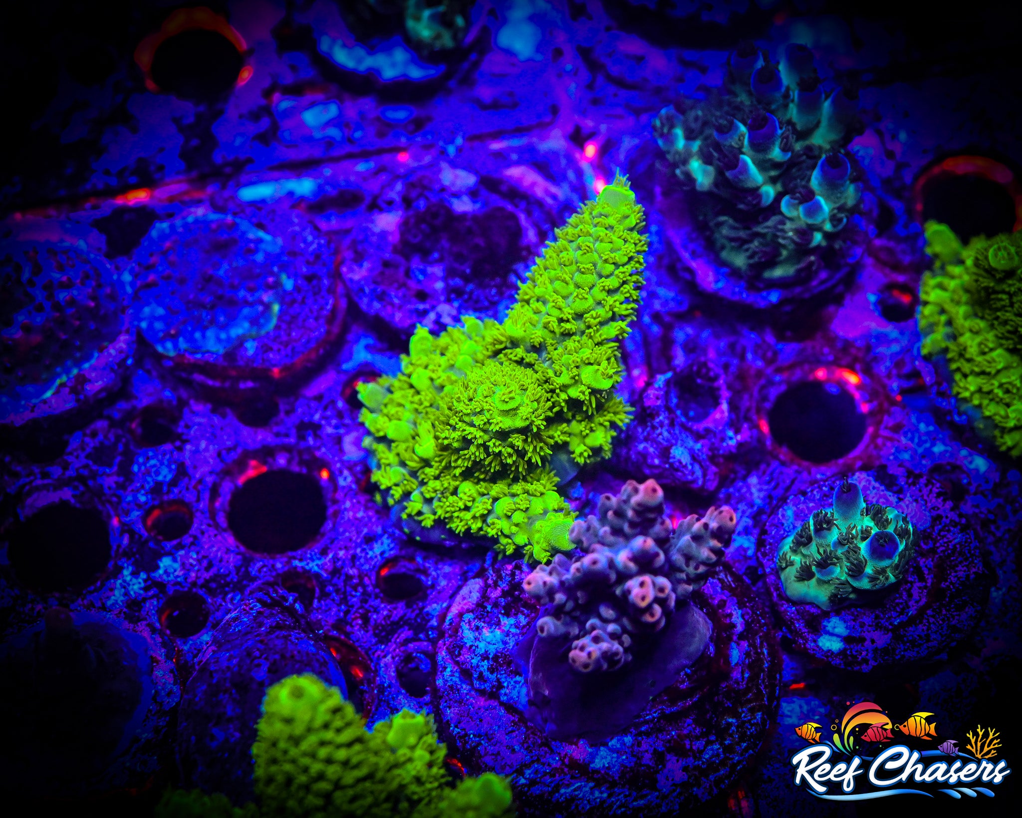 RC Humble Humilis Acropora