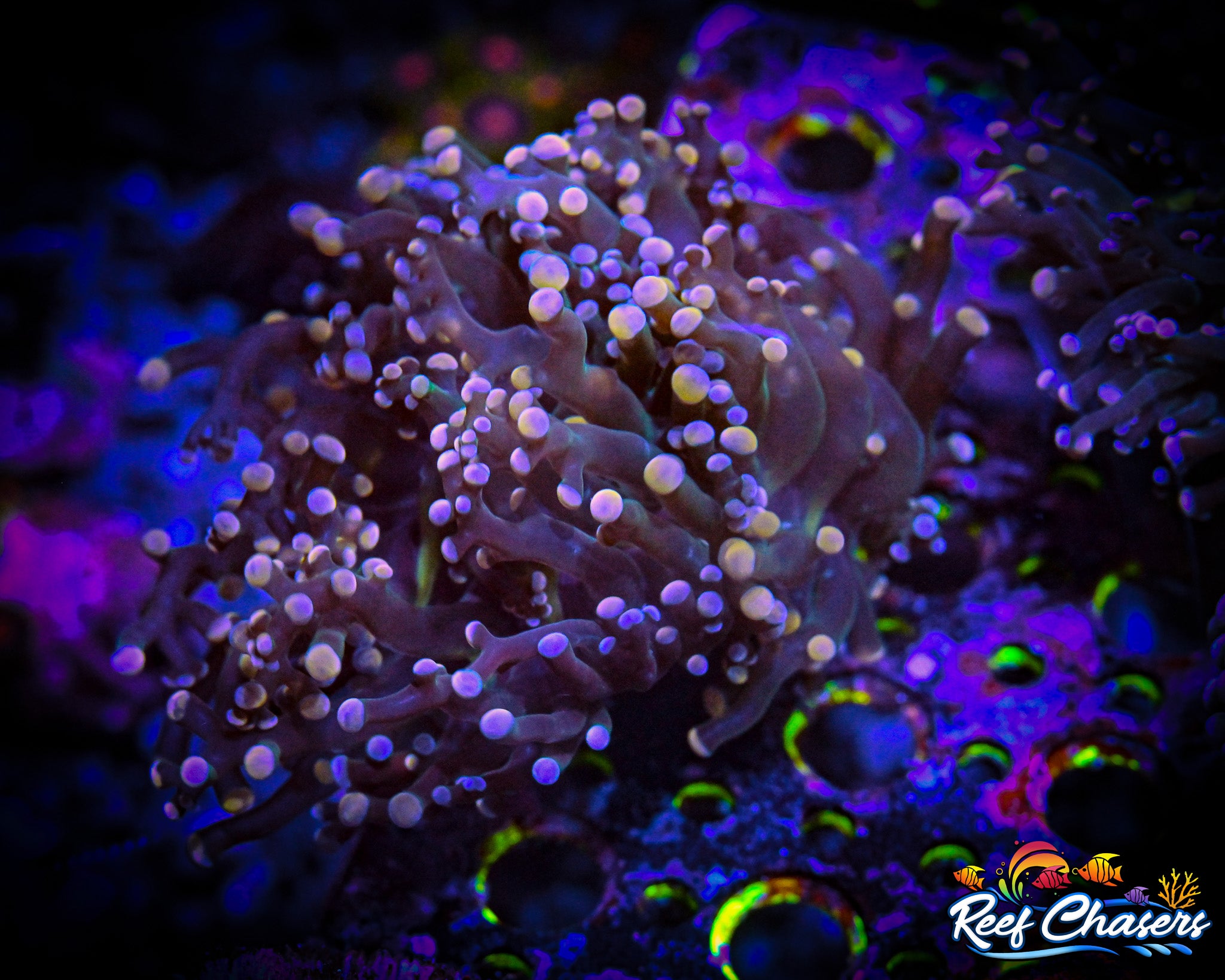 WYSIWYG Multi-Color Octospawn