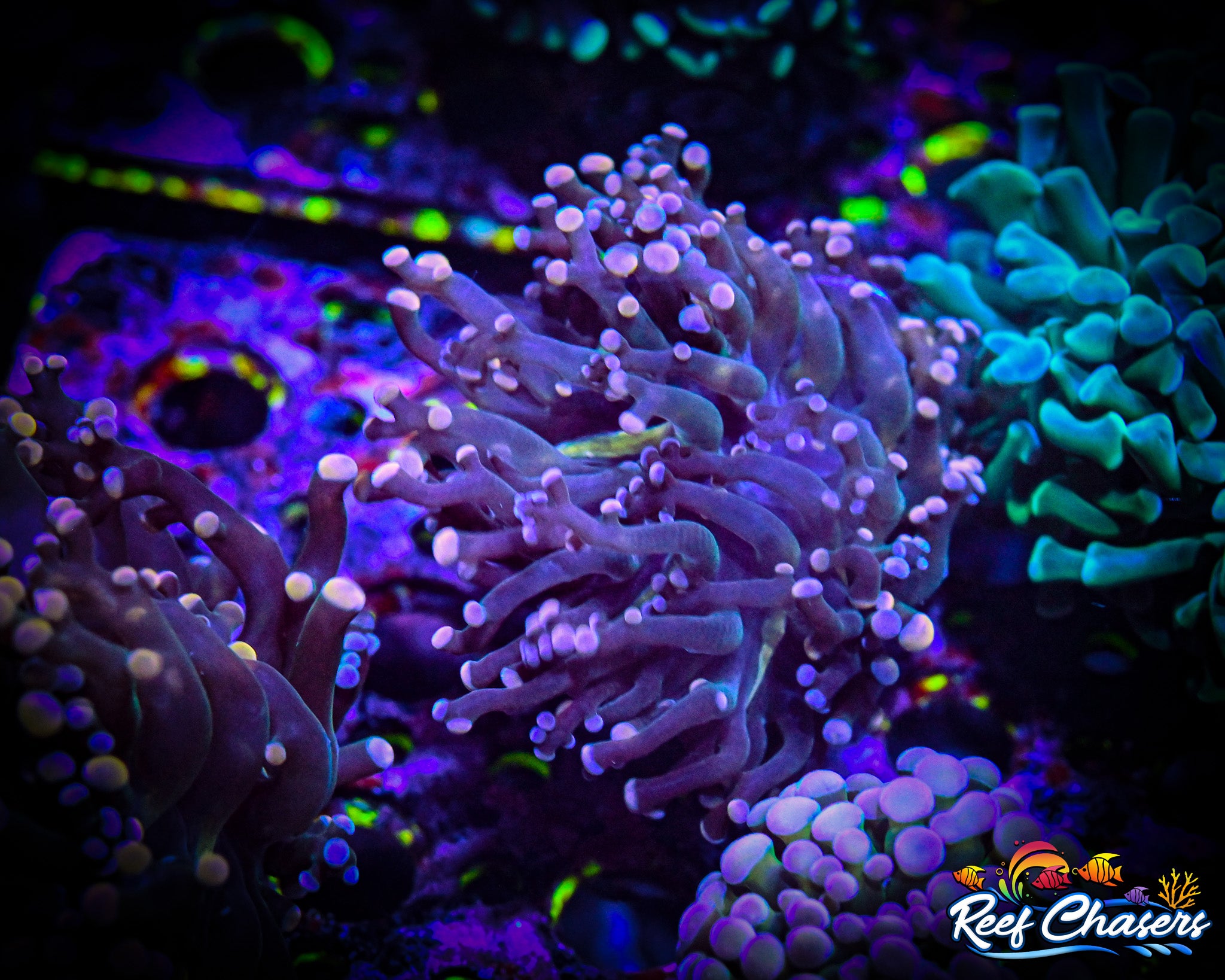 WYSIWYG Multi-Color Octospawn