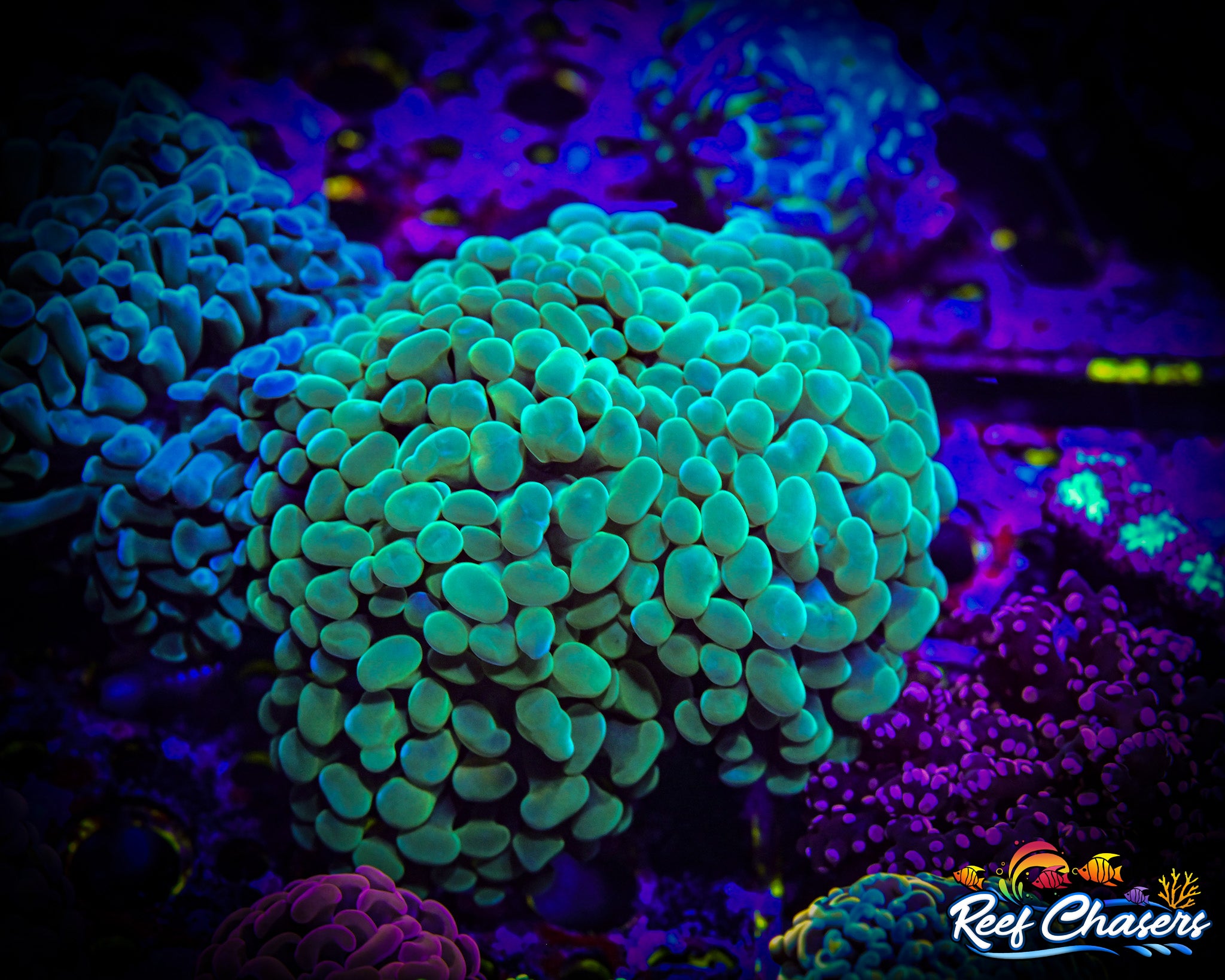 WYSIWYG Mint Green XL Hammer
