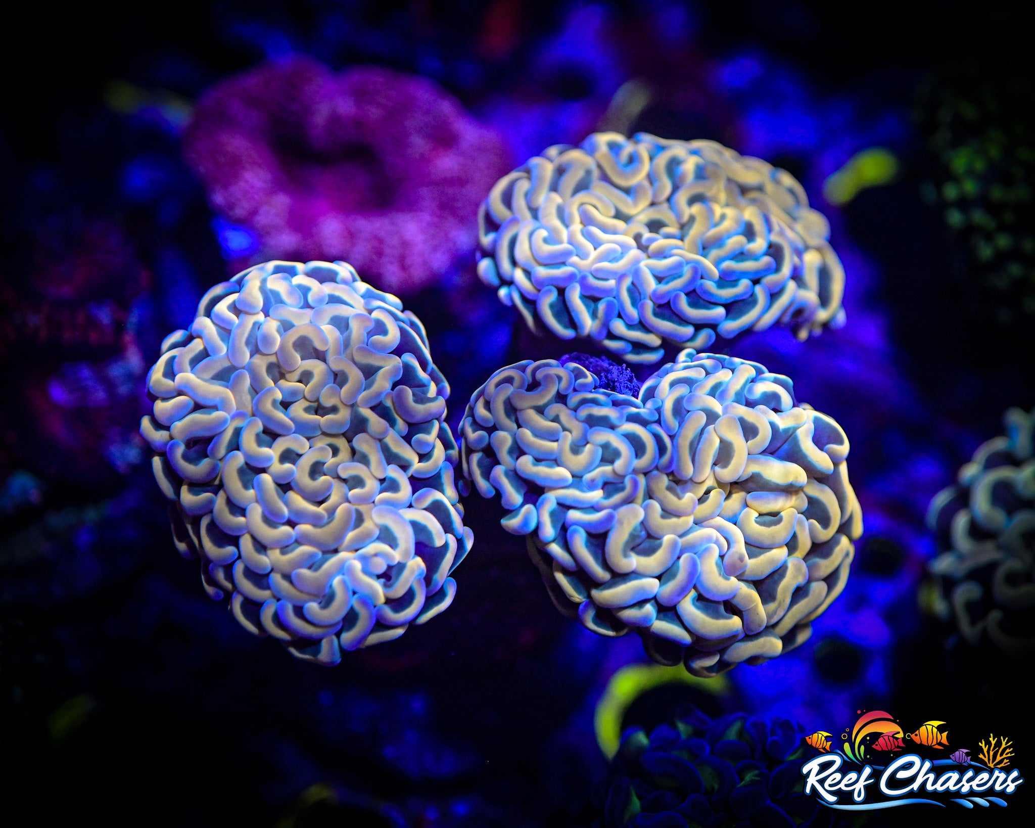 WYSIWYG 3 Head Malaysian Hammer