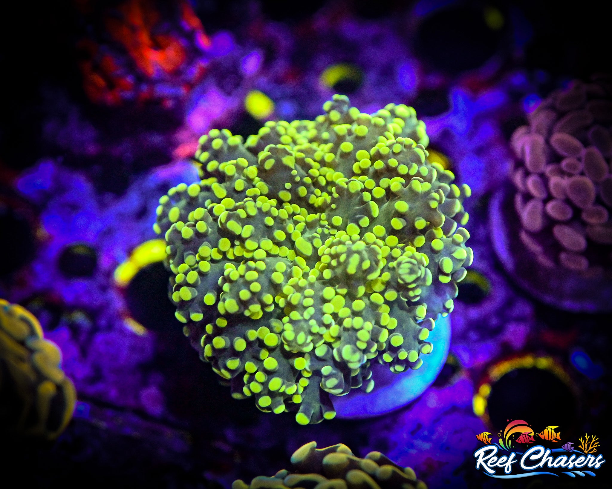 WYSIWYG Highlighter Octospawn