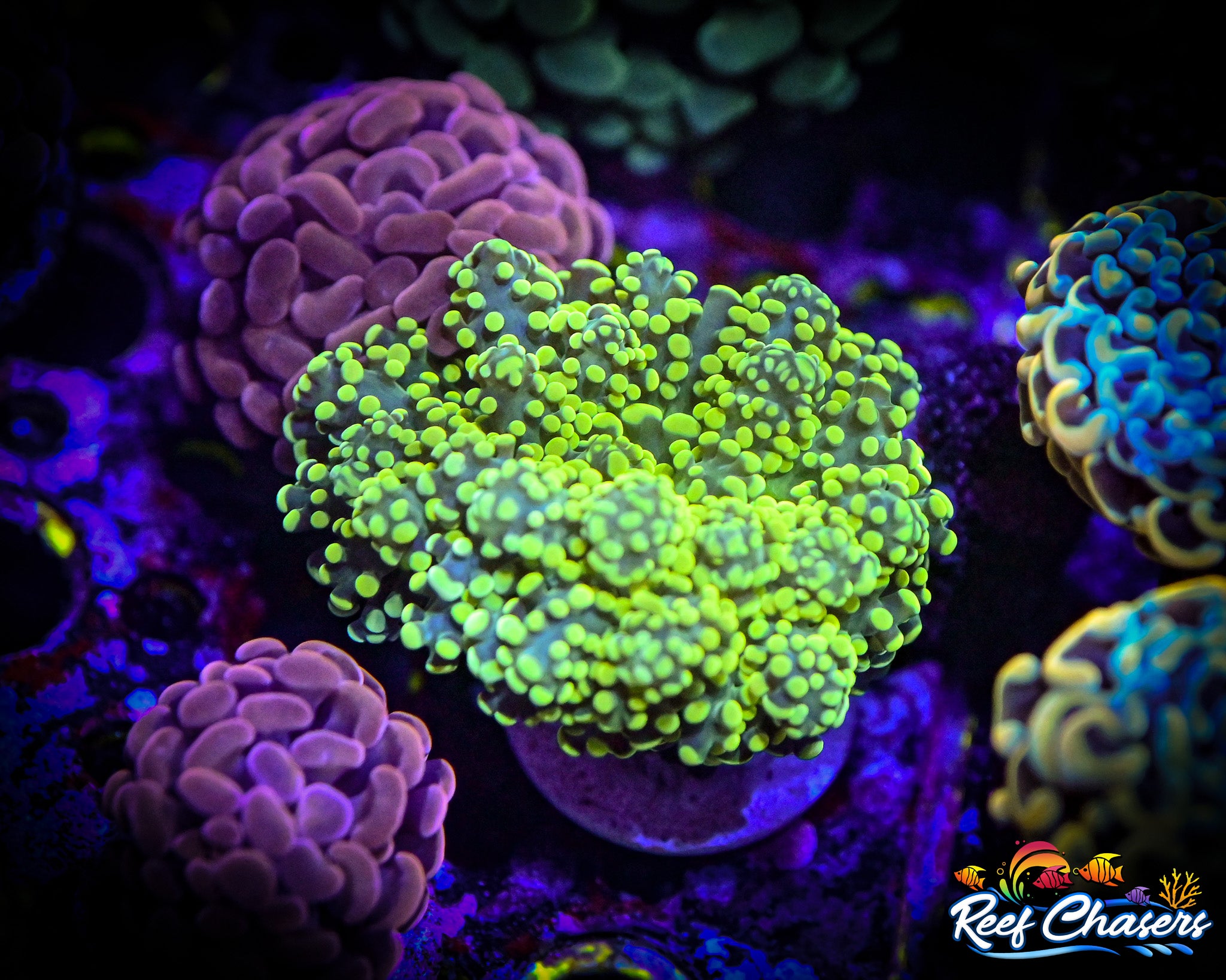WYSIWYG Highlighter Octospawn