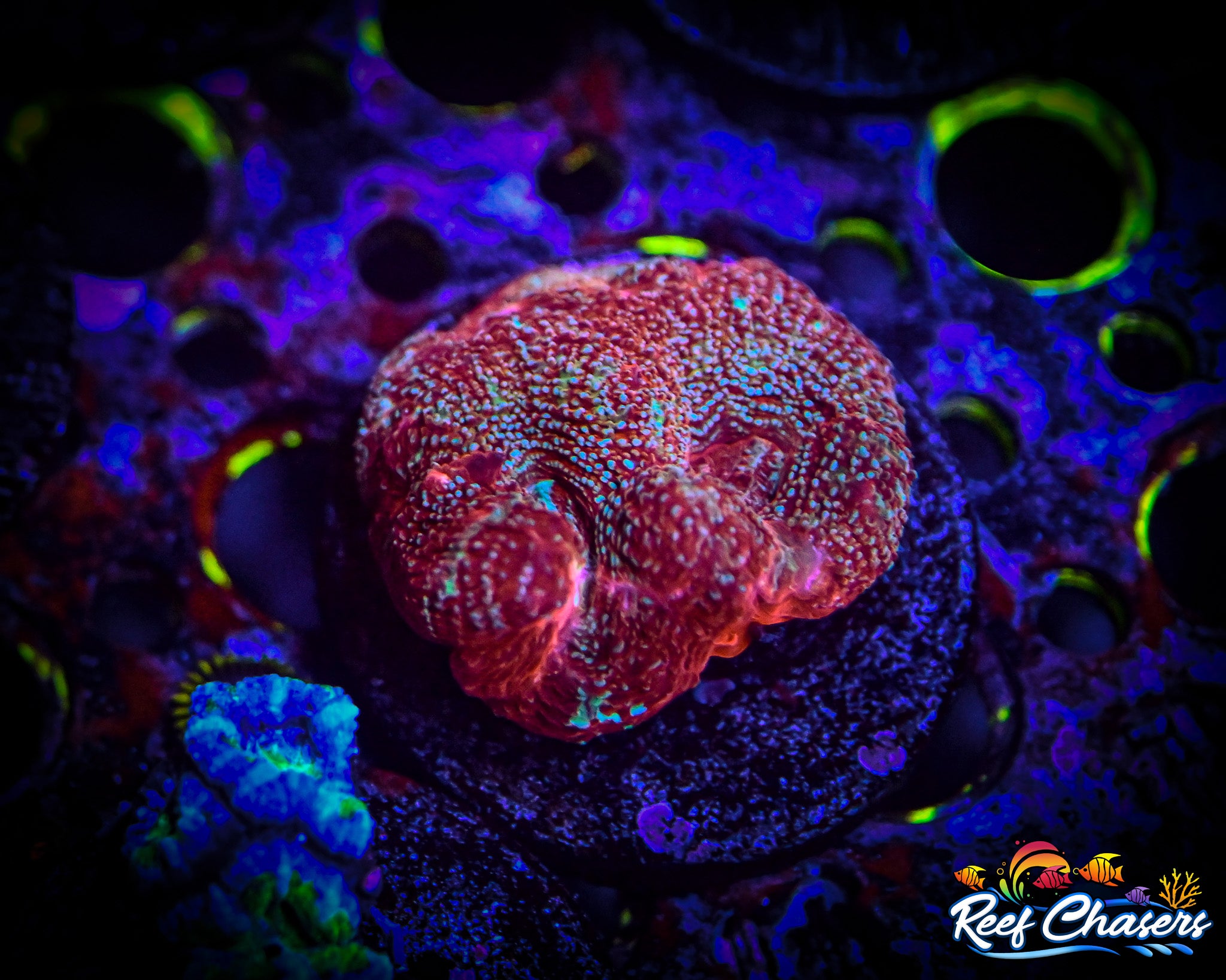 WYSIWYG Red Bowerbanki Frag