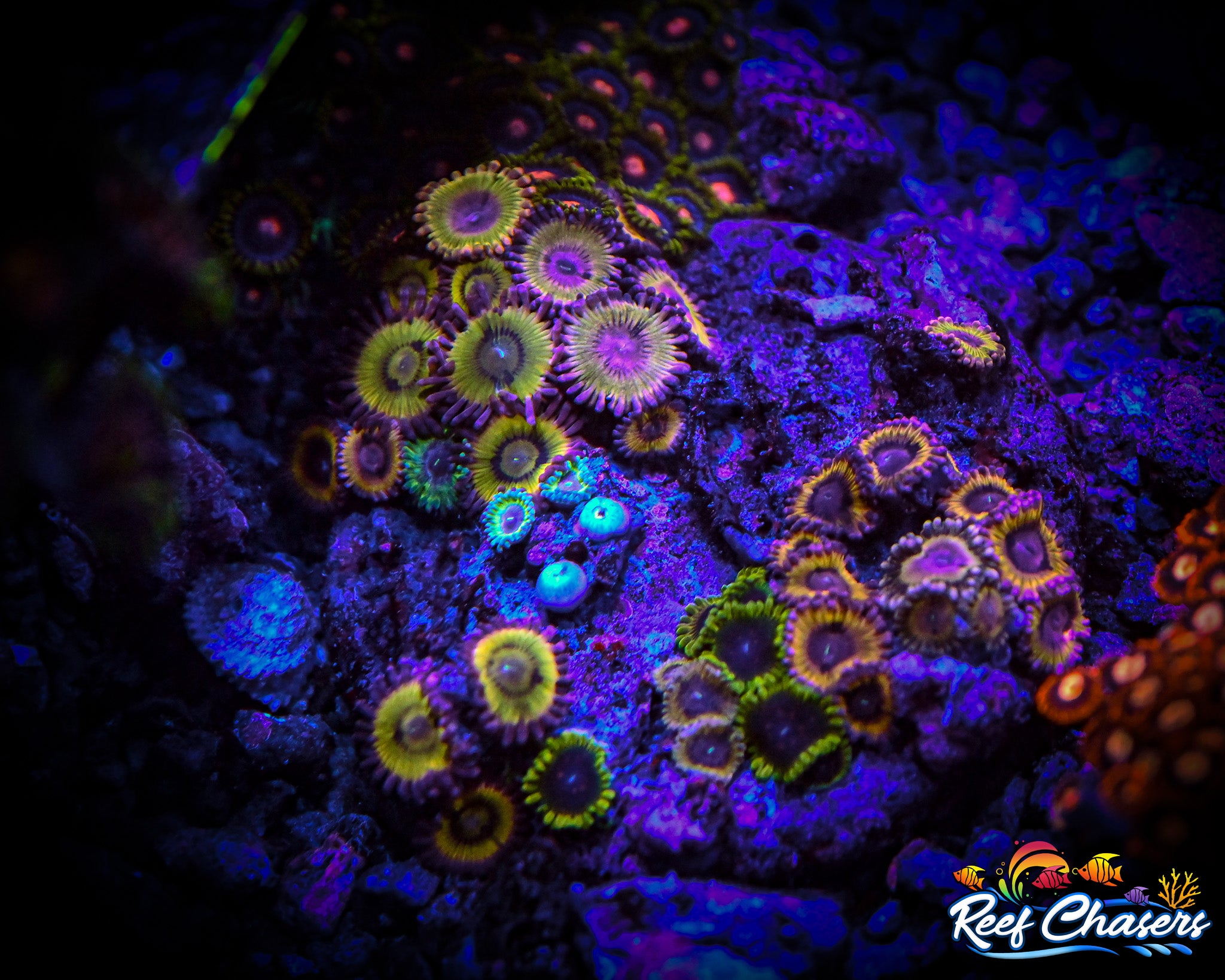 WYSIWYG Zoa Colony