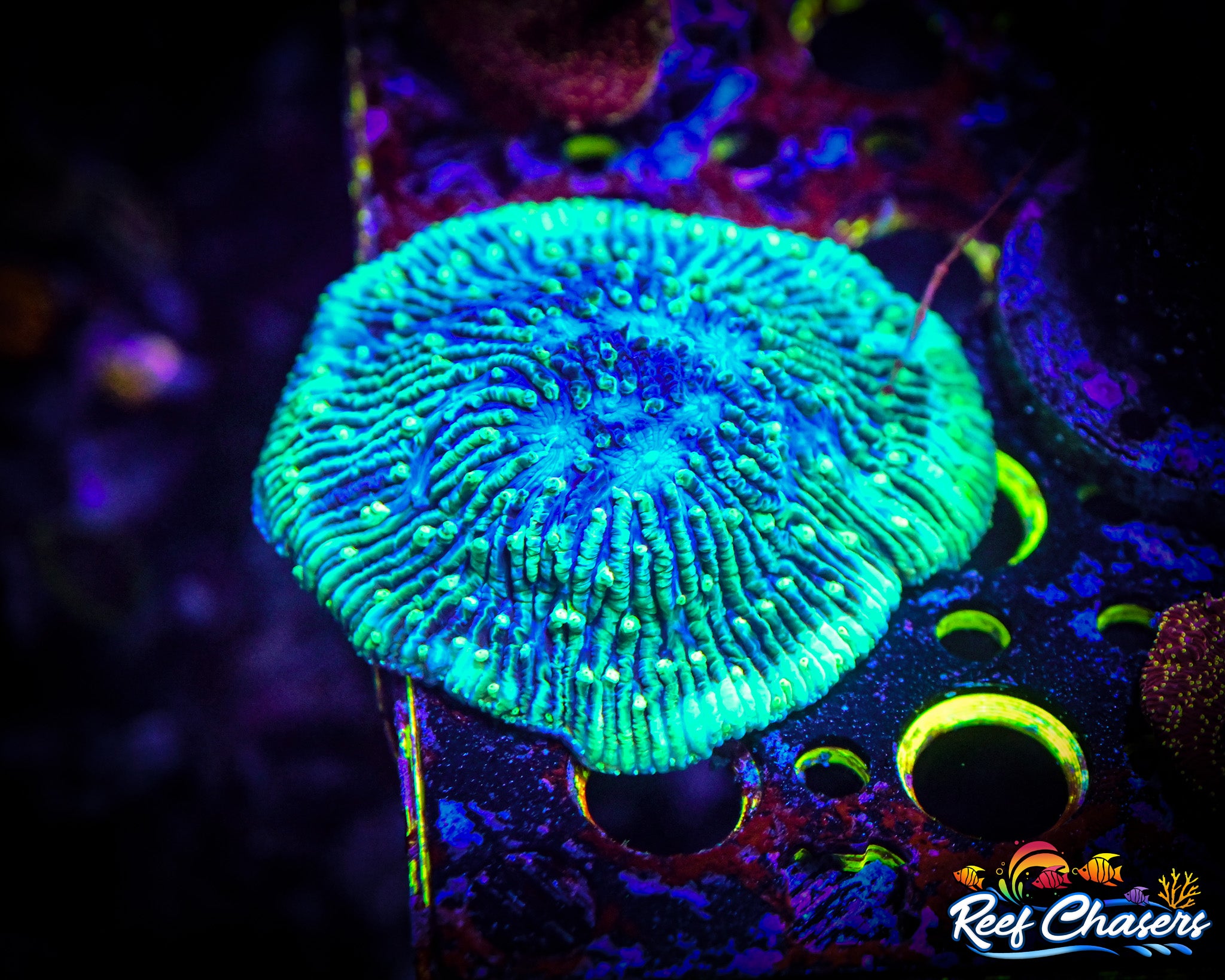 WYSIWYG Green Fungia Plate Coral (5+ Mouths)