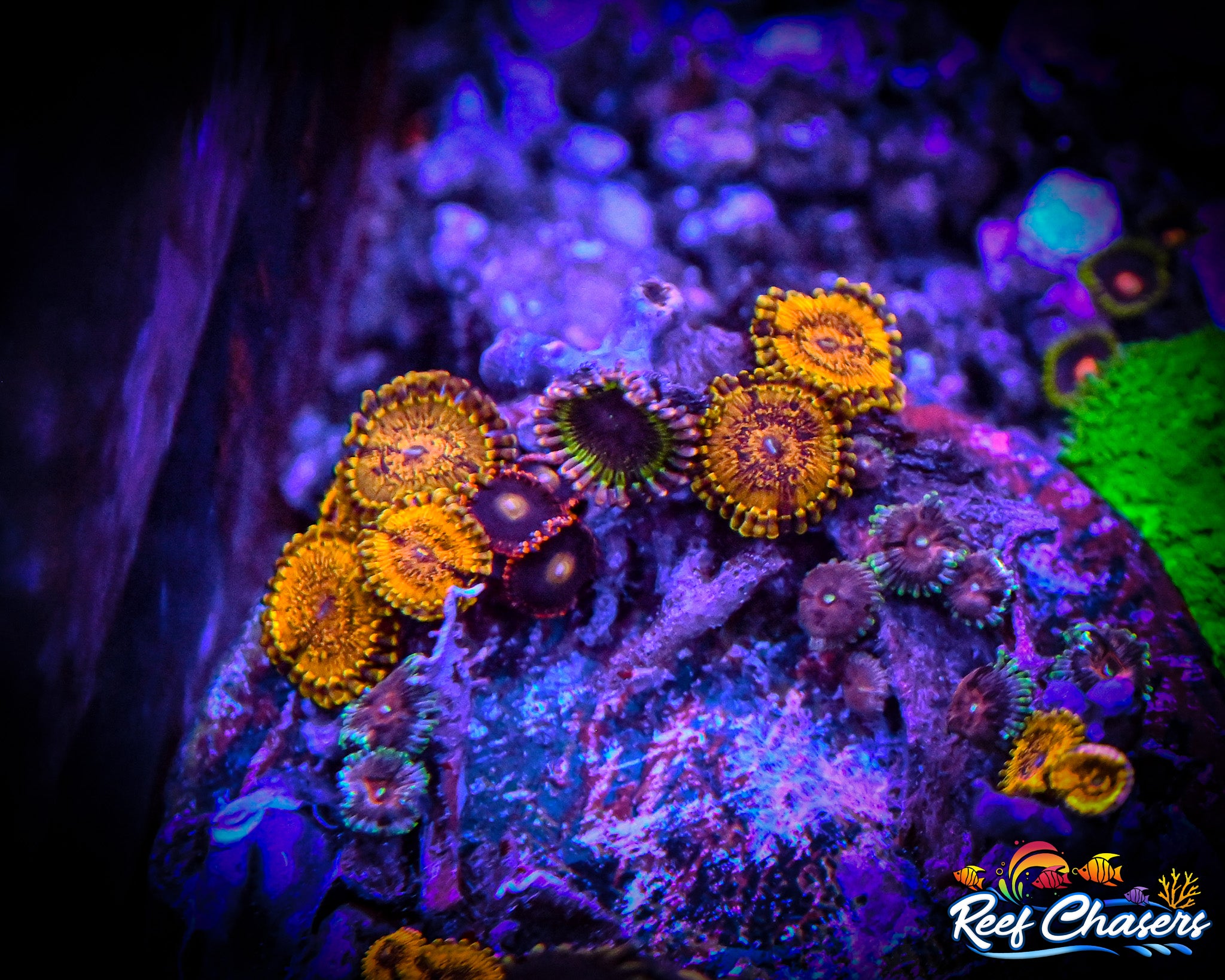 WYSIWYG Scarface Zoa Mixed Rock