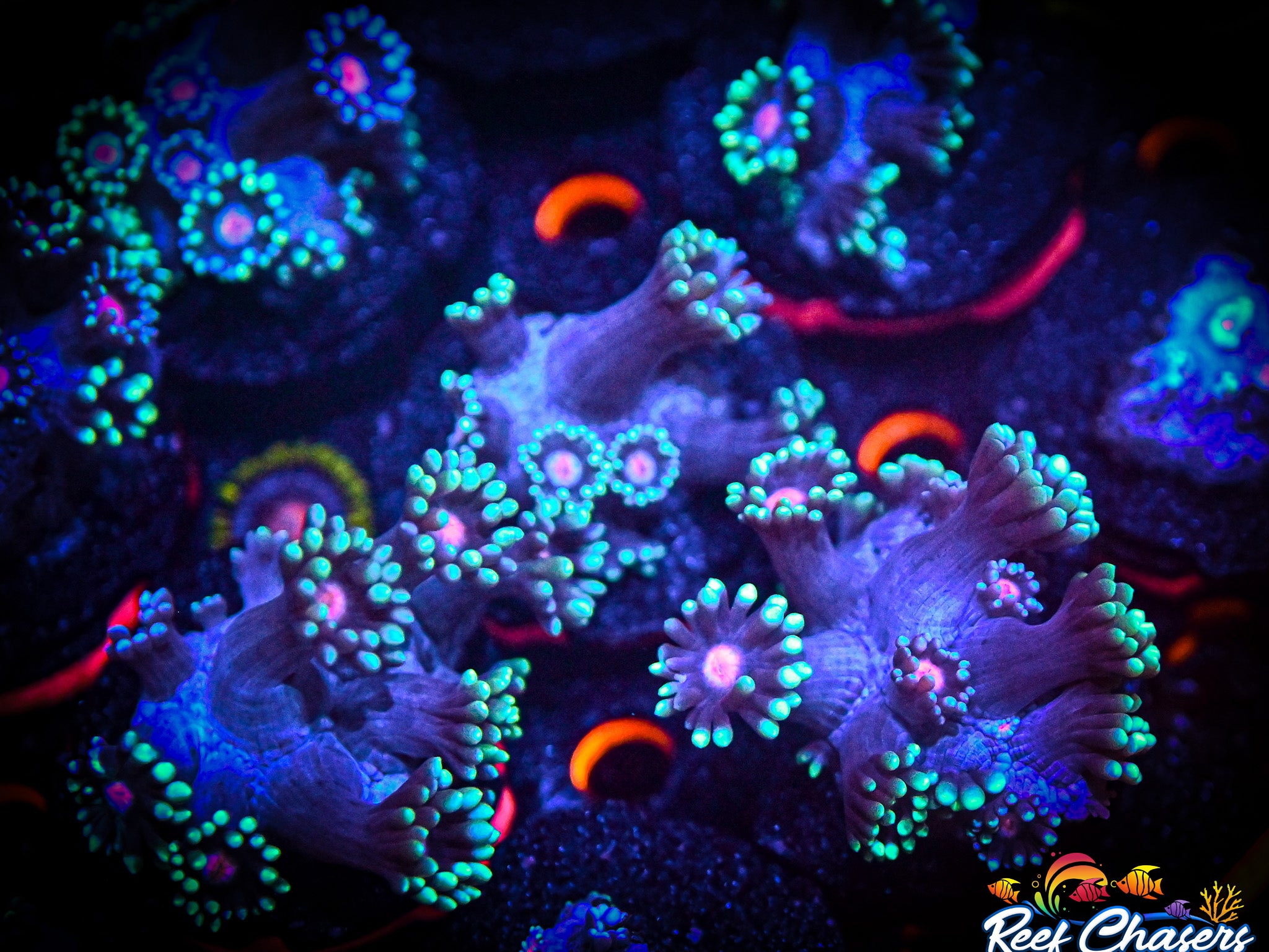 RC Pretty Pink Eye Goniopora