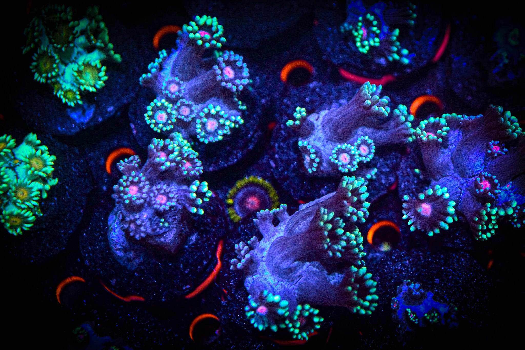 RC Pretty Pink Eye Goniopora