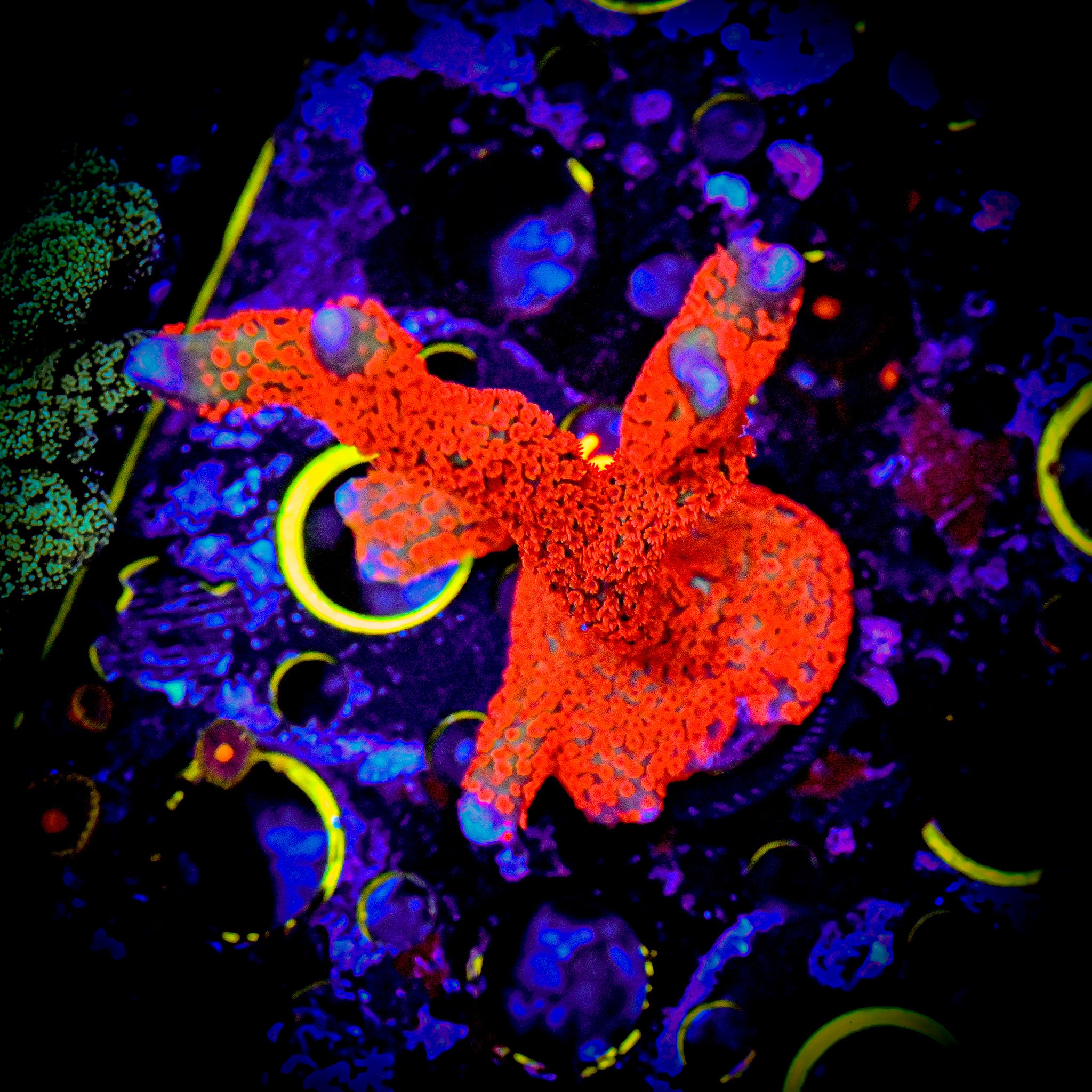 RC XL Forest Fire Digitata