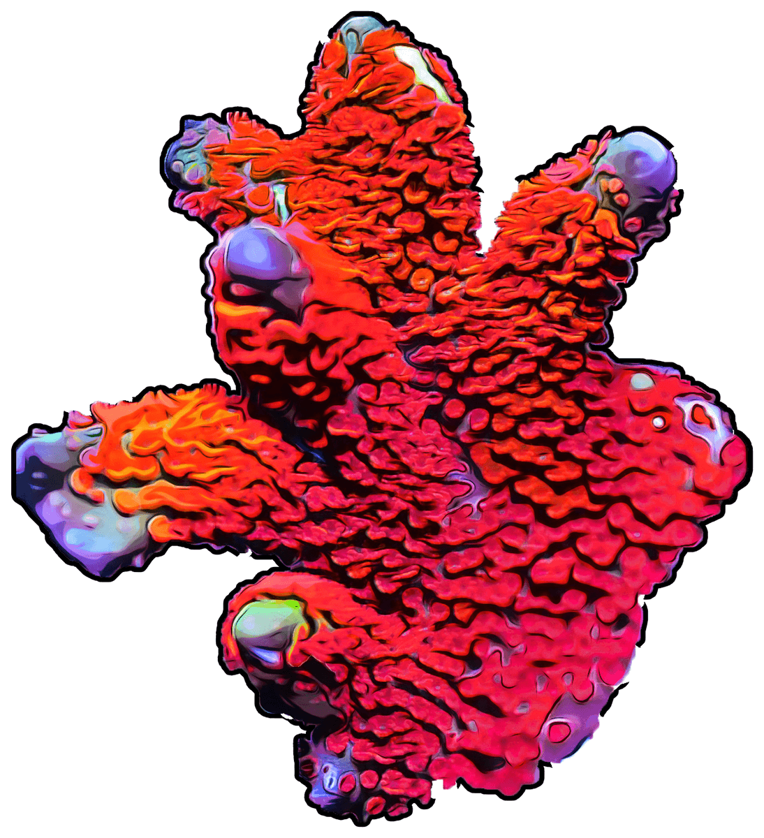 Forest Fire Montipora Digitata Sticker