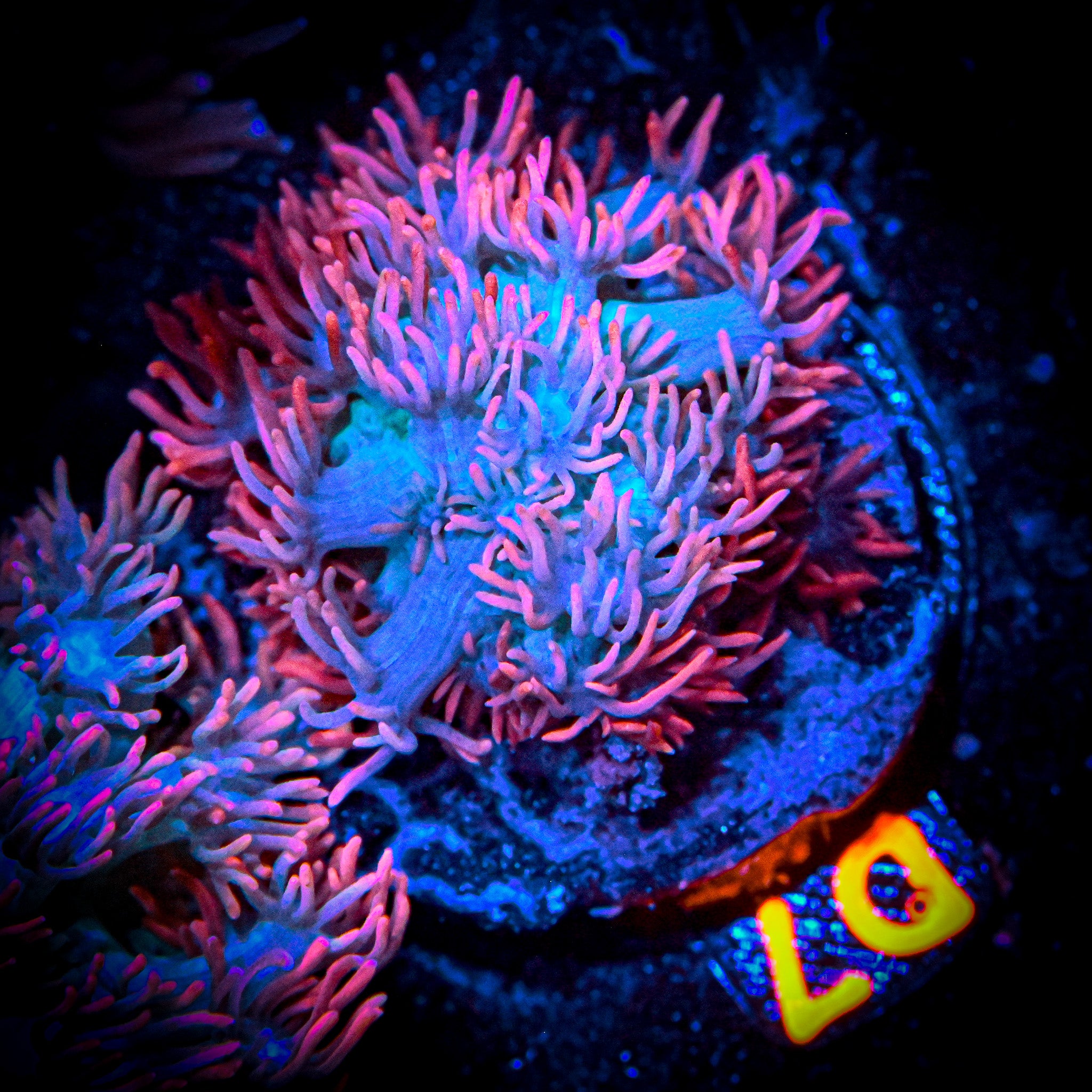 RC Frostfire Goniopora