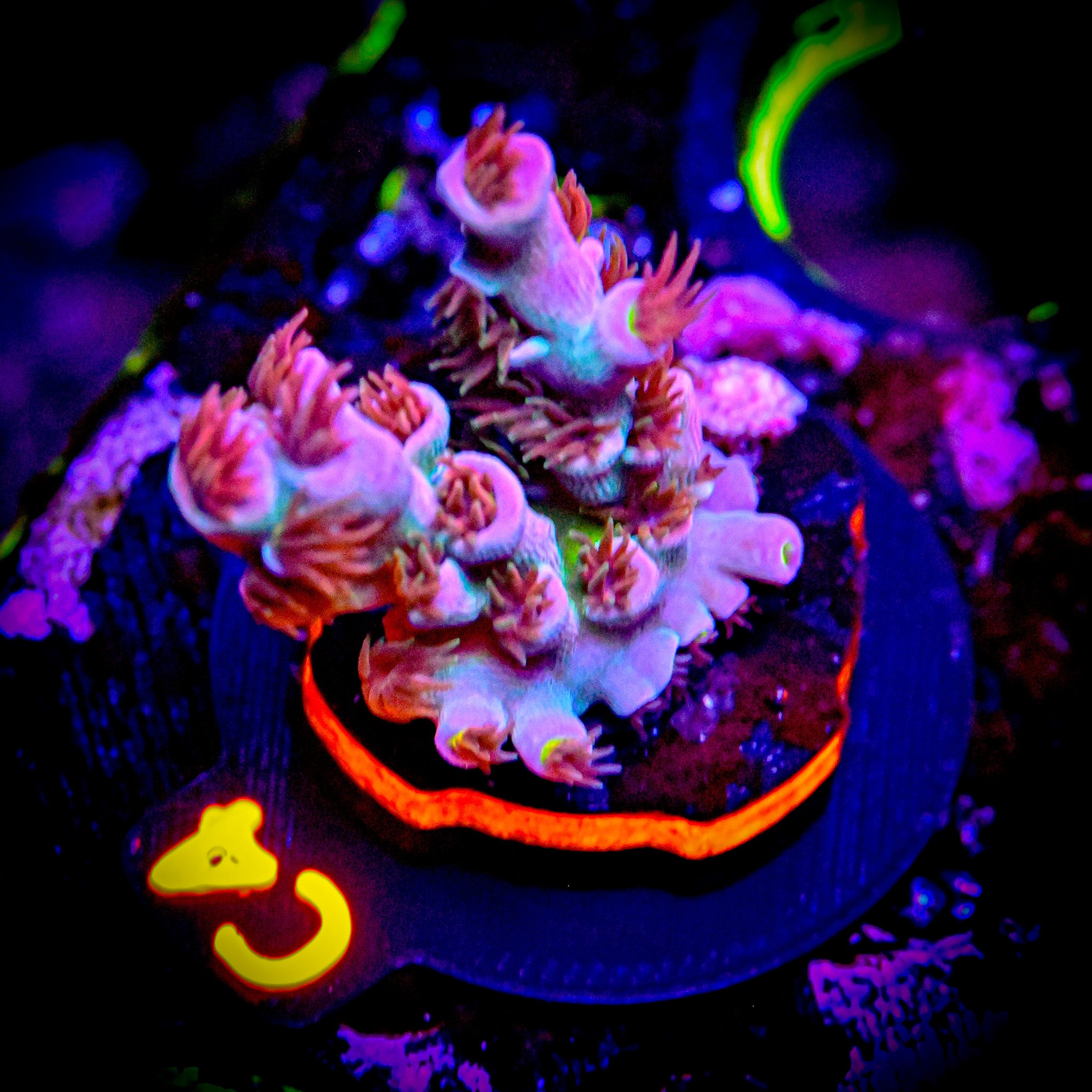 RC Funhouse Acropora