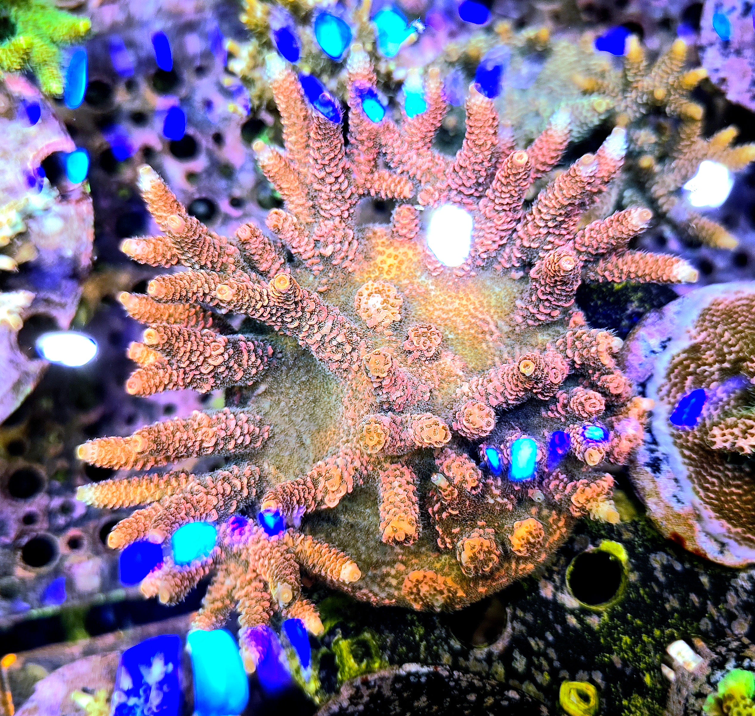 RC Furiosa Acropora Frag