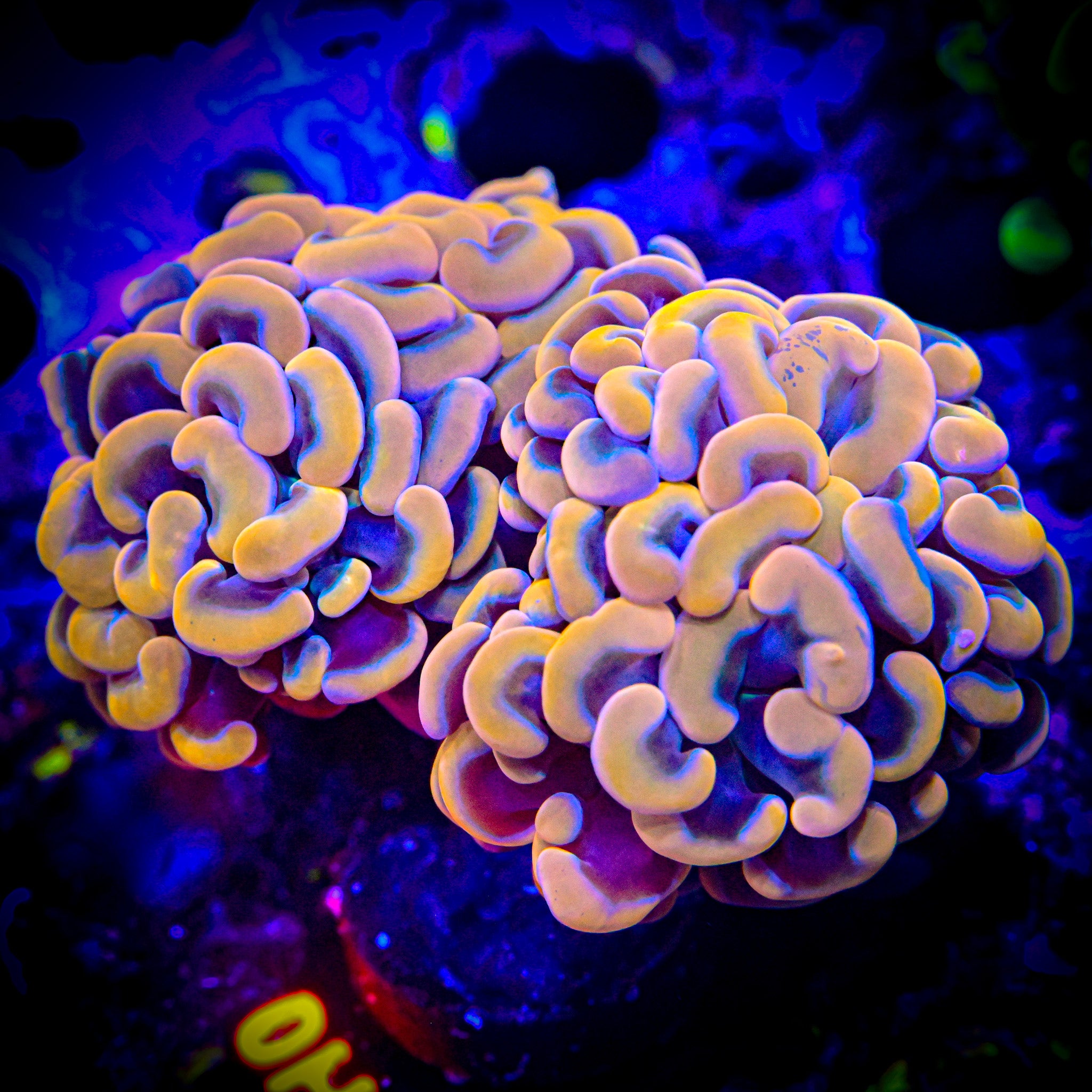 RC Gold Hammer Double Header