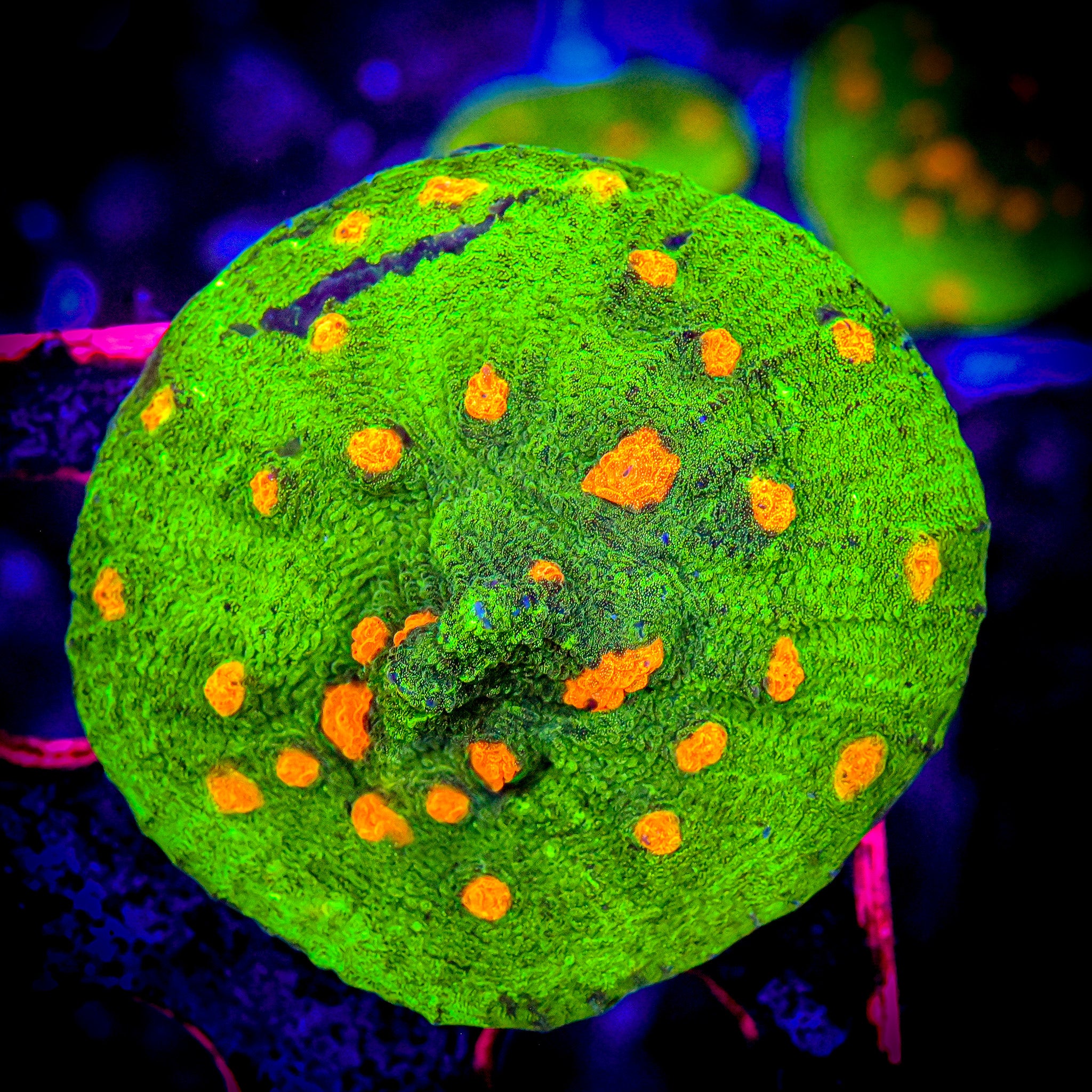 RC Grafted Space Invader XL