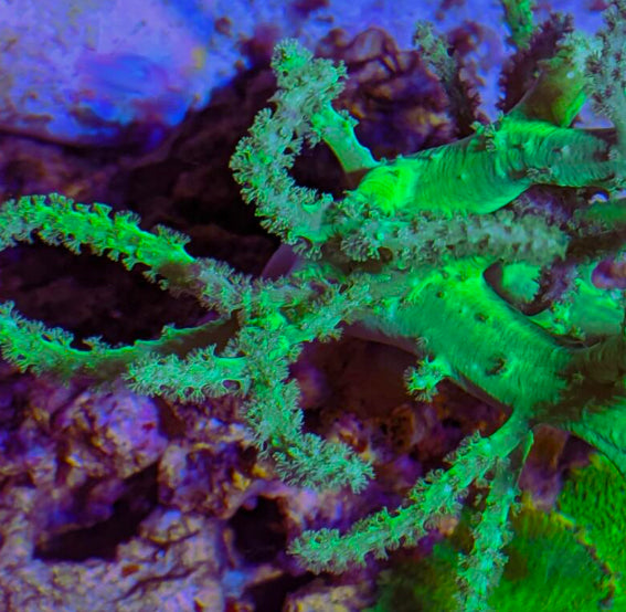 RC Green Medusa Sinularia Frag