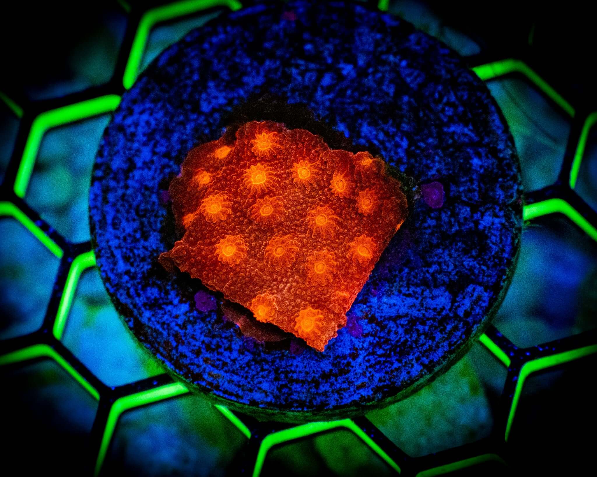 Hot Flash Cyphastrea