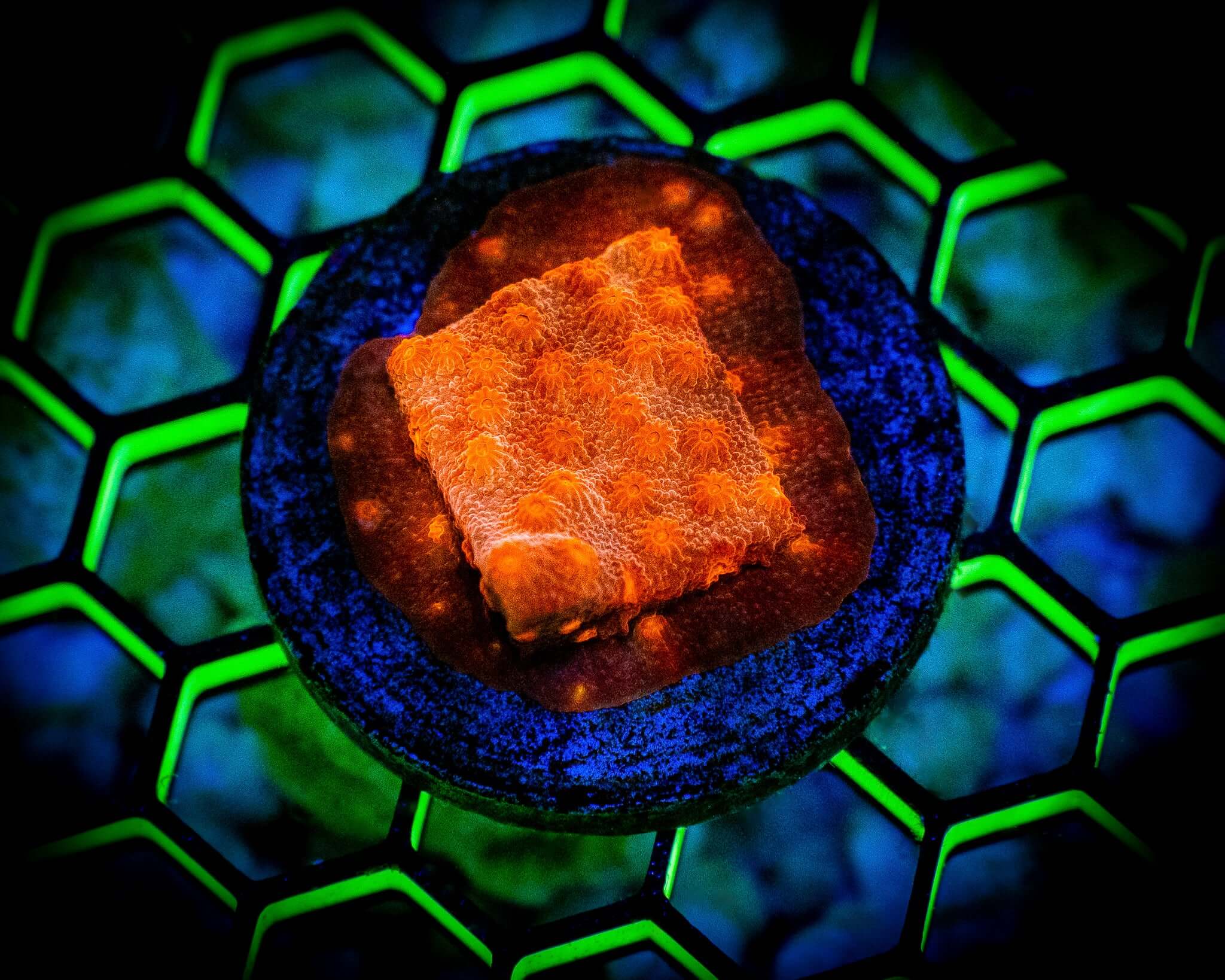 Hot Flash Cyphastrea