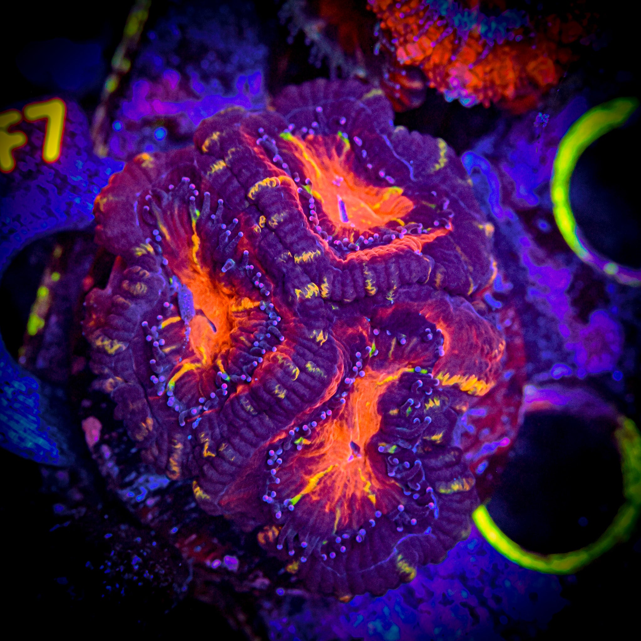 RC Insane Micromussa