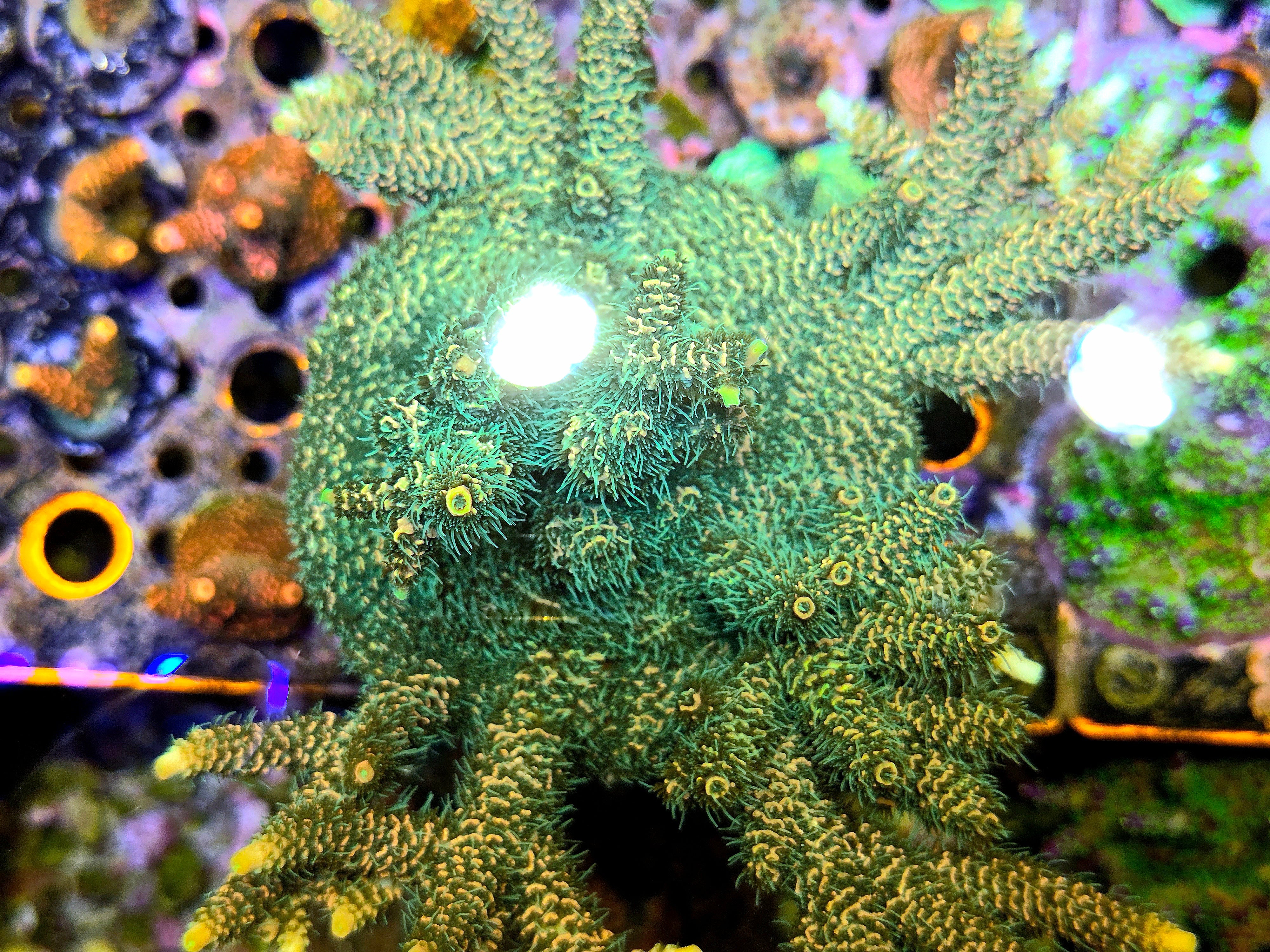 RC Jungle Juice Acropora