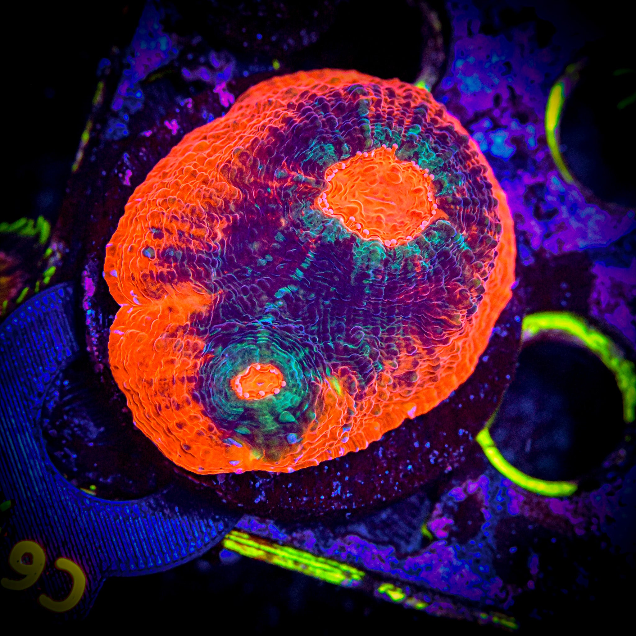 RC Jurassic Park Chalice