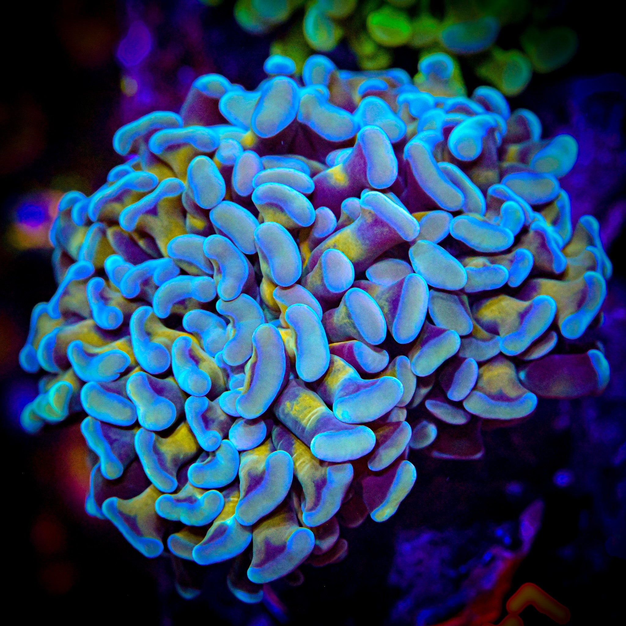 RC Malaysian Yellow Hammer