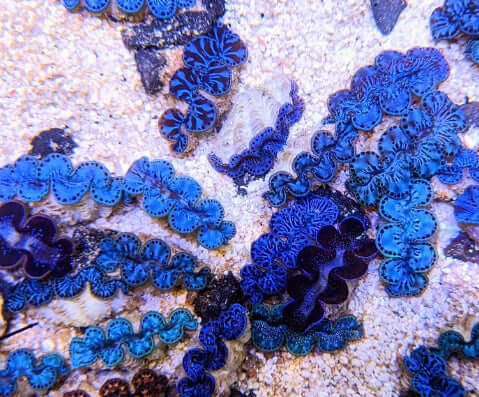 Maxima Clam Captive-Bred (Biota)
